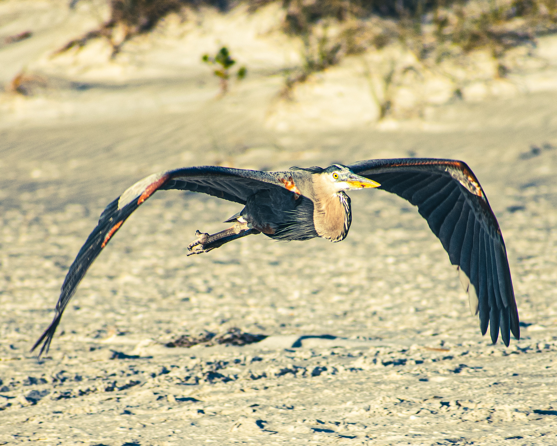 Blue Heron in Longboat Key