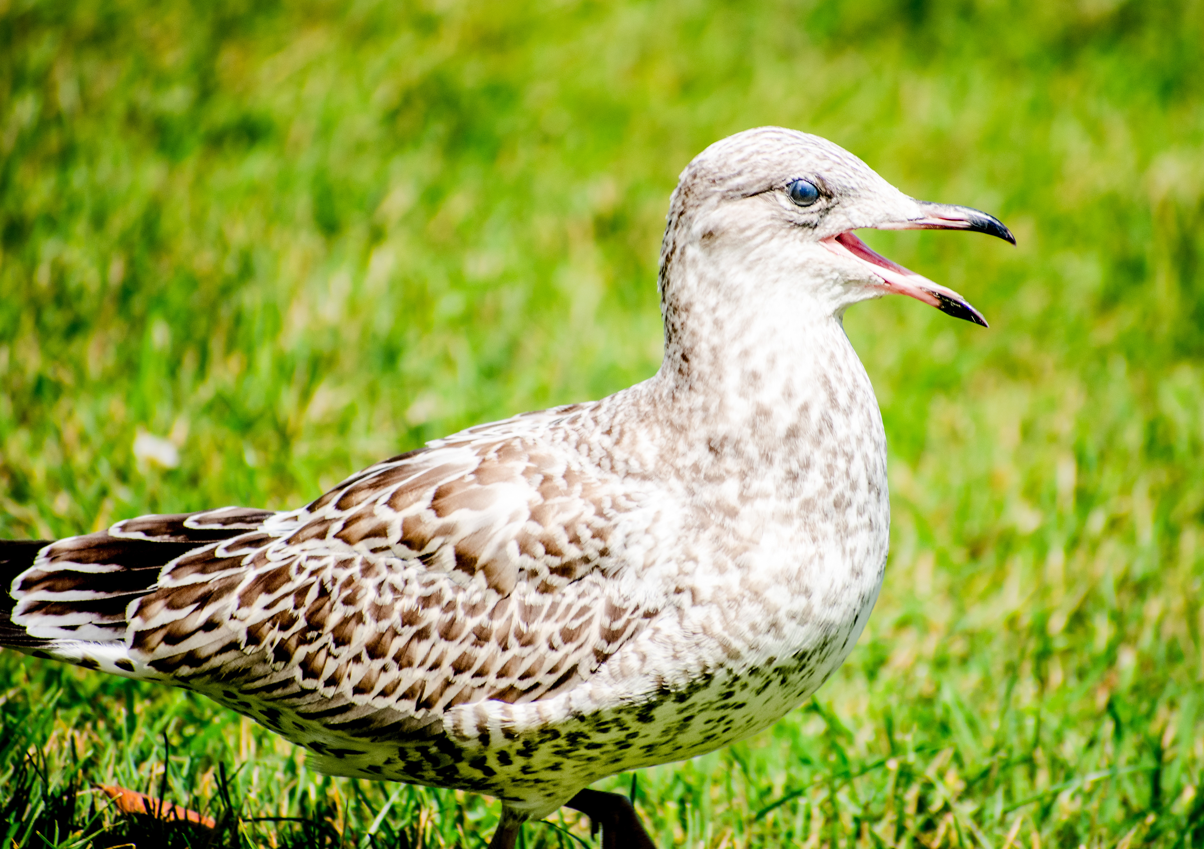 Ring-billed gull