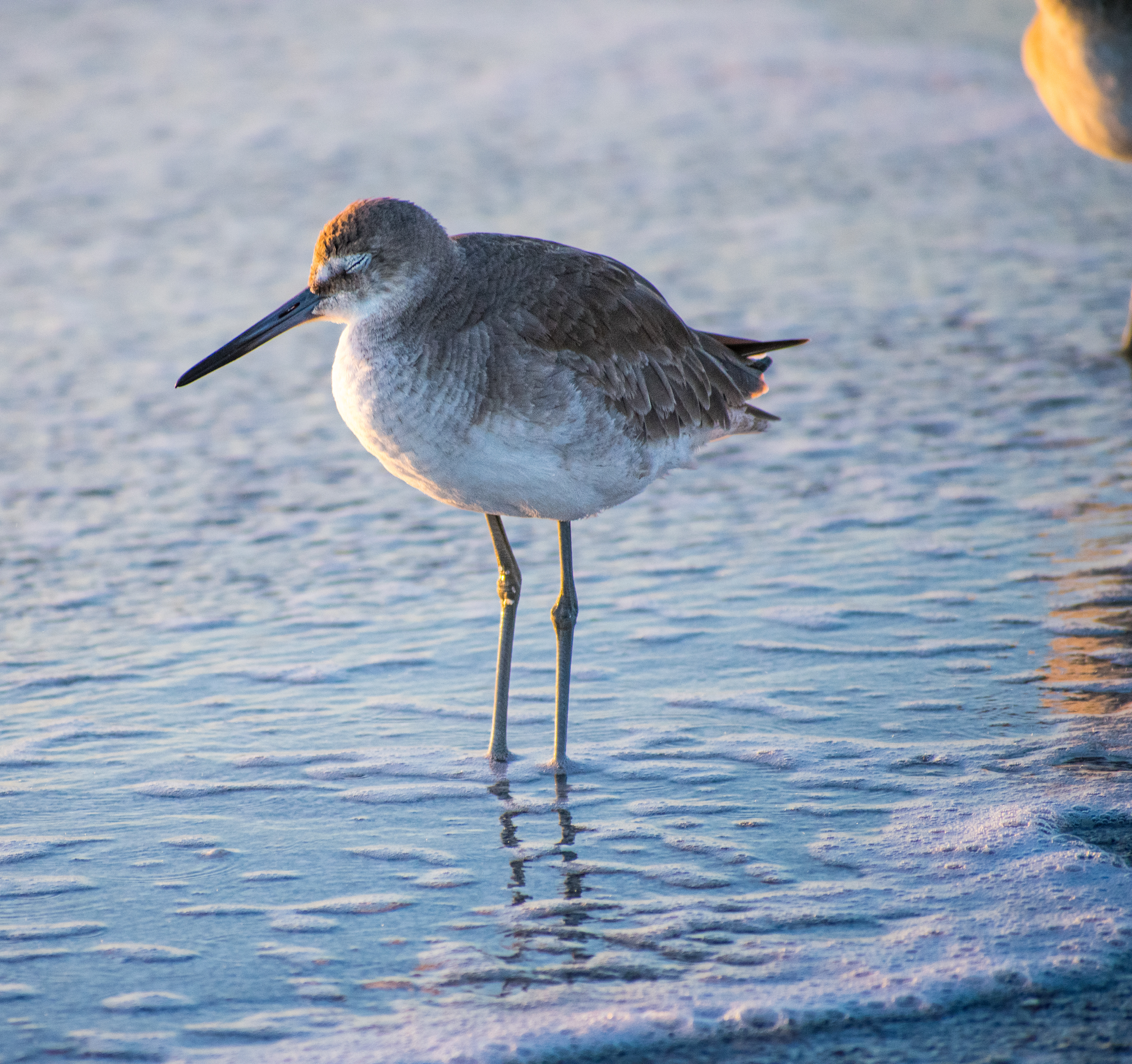 Sarasota willet