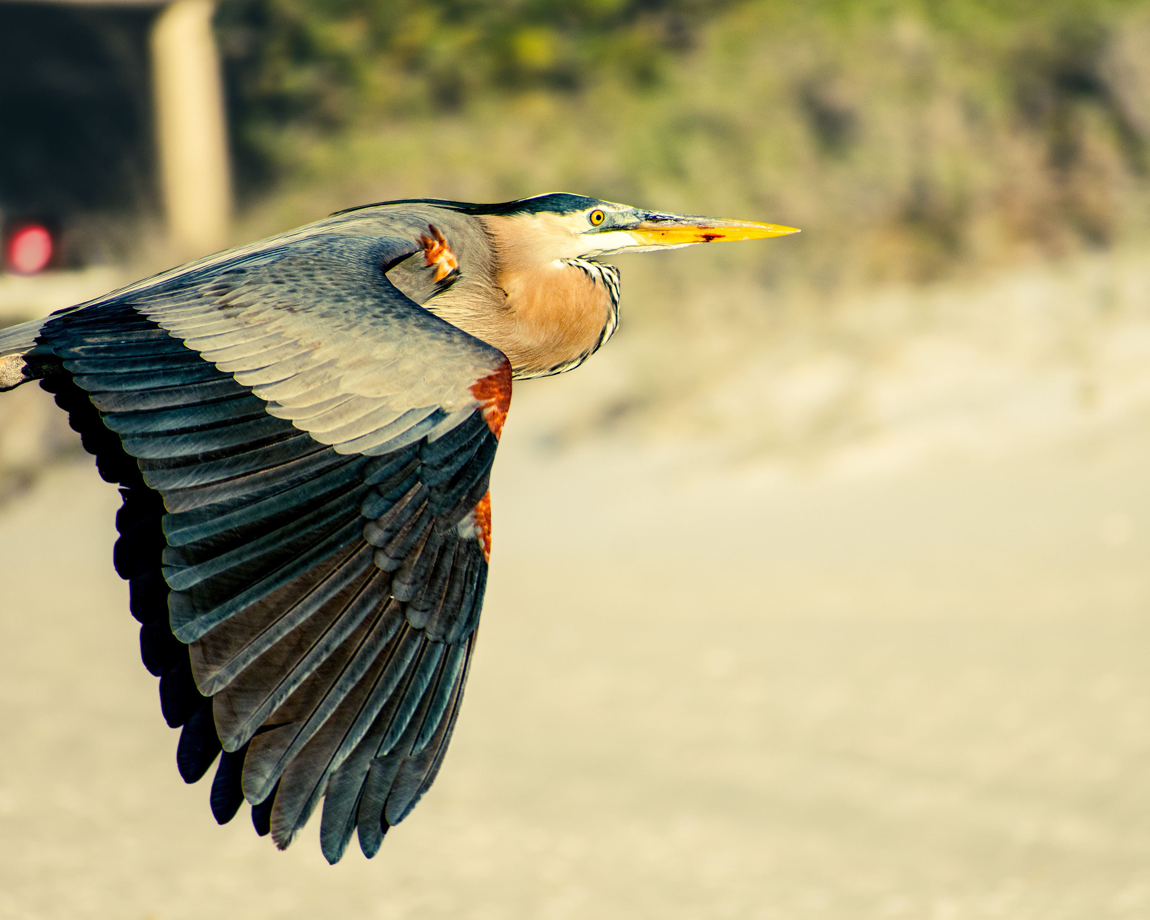 Blue Heron