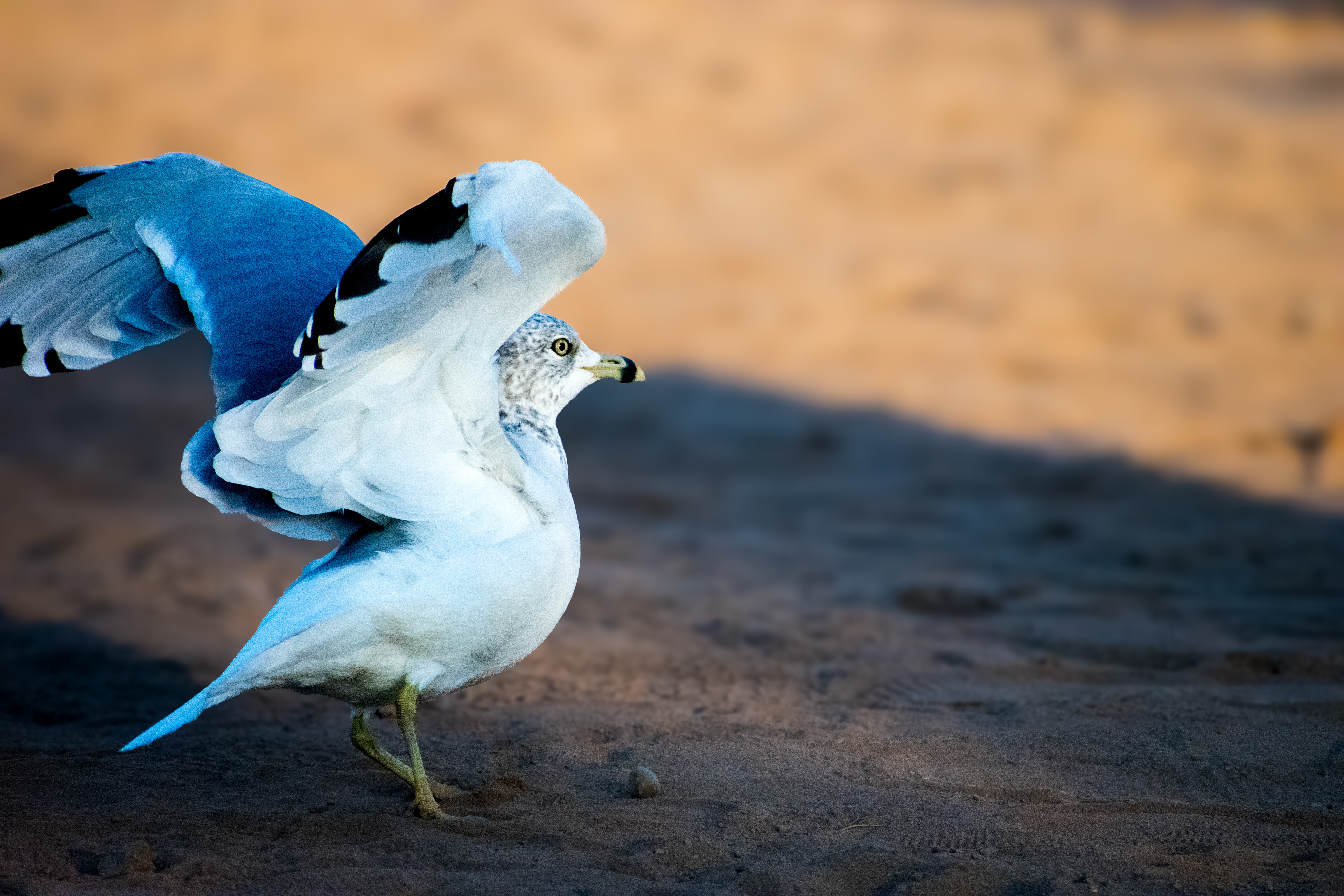 Seagull at Green Lakes State Park
