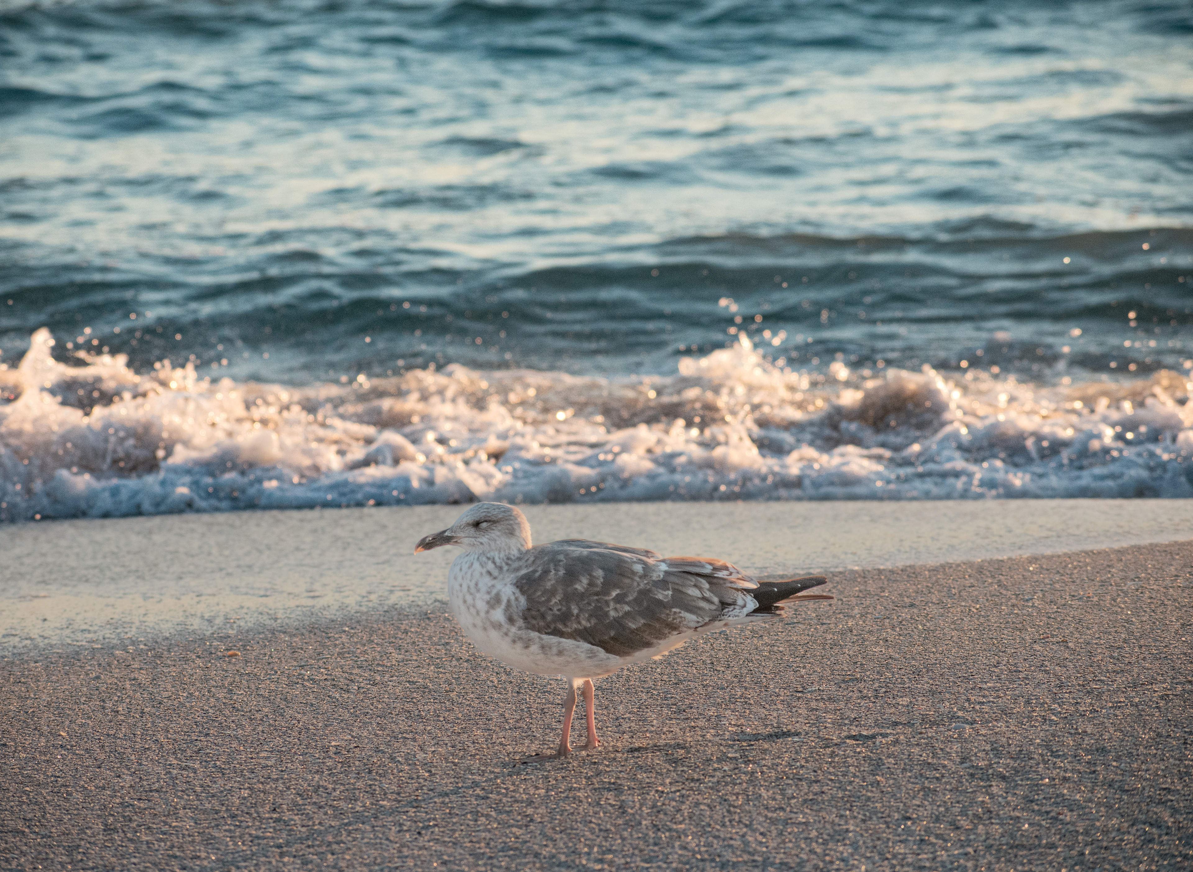 European Herring Gull in Longboat Key