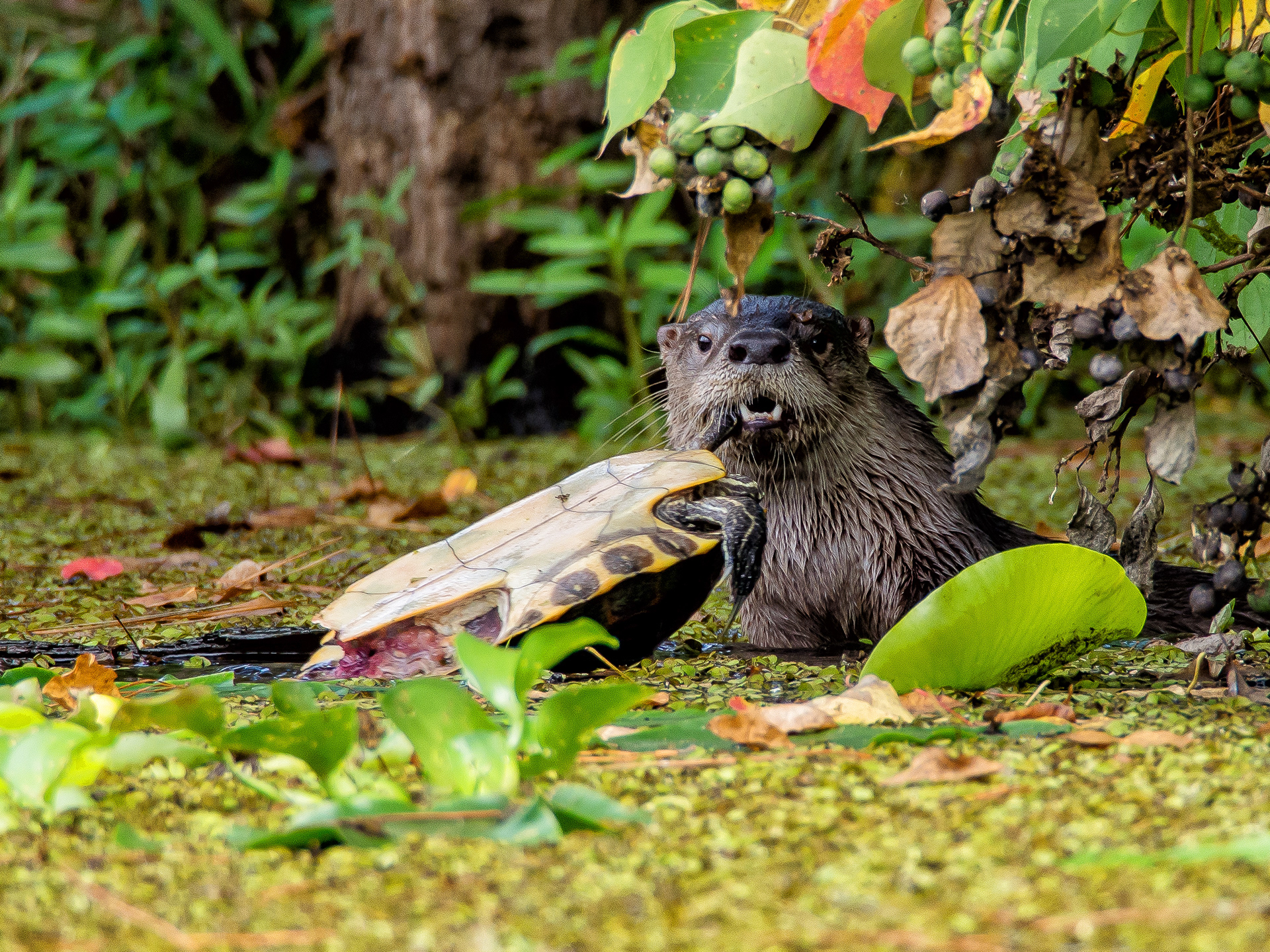 A River Otter (Lontra Canadensis) enjoying a meal of it's freash caught Red-Eared Slider (Tachemys Scripta Elegans) in Luces Bayou, Lake Houston, Houston, Texas, USA.  To have my first Otter photograph to be this awesome is amazing.  I was in my kayak and paddling to photograph this bird when I saw movement to my right.  I picked up my camera and focused to see this little guy having lunch.  I snapped off a few shots with the intention of moving to get a better angle, but he took off (with his turtle) right after snapping this shot.  The IBIS in the OMD’s is amazing.  This photo was taken handheld from a moving (slowly drifting right to left of otter) kayak, while twisting body as far as possible to the right, at an effective 600mm, with a shutter speed of 1/320.