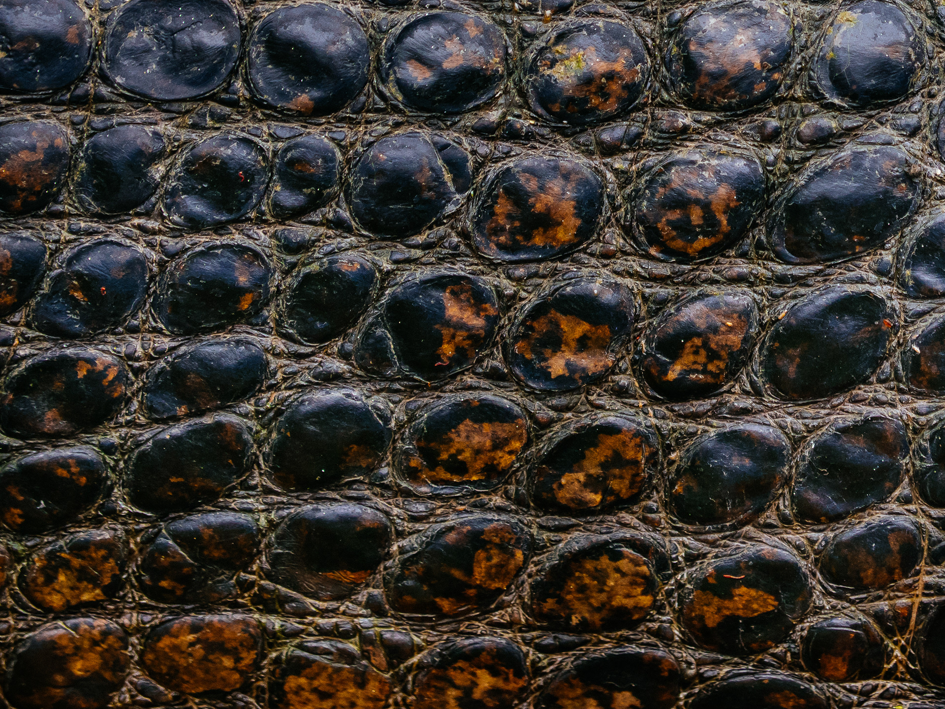 A close up of the skin on an American Alligator (Alligator Missisippiensis) in Brazos Bend State Park, Texas, USA.
