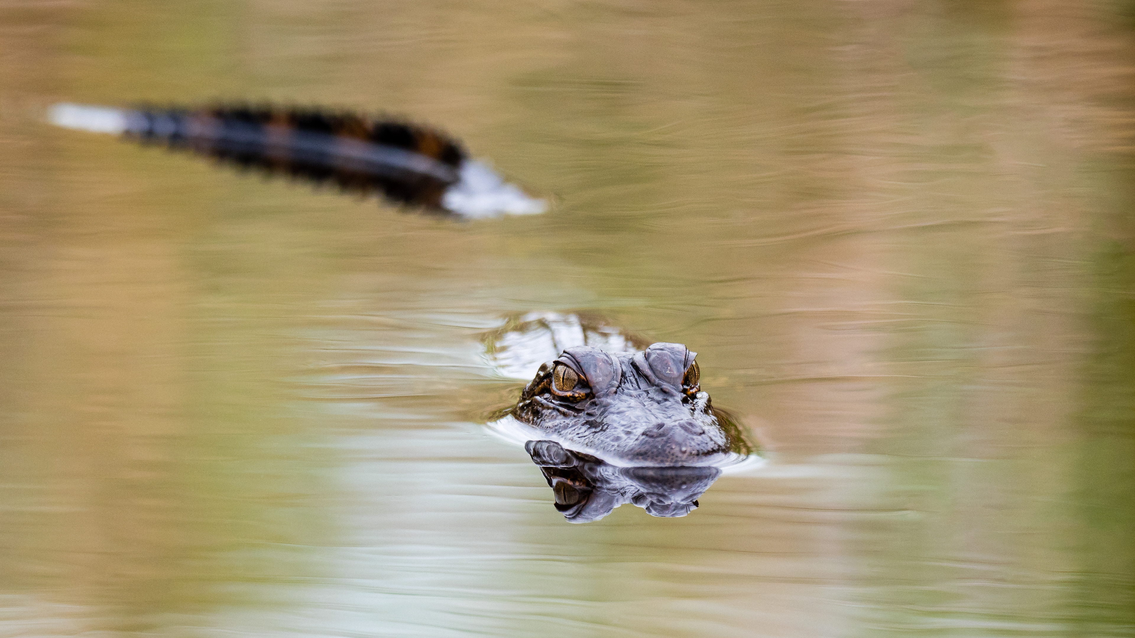 A very curious baby American Alligator (Alligator Mississippiensis) swims towards me after I lay down at the edge of water that him and his siblings call home at Anahuac National Wildlife Refuge, Texas, USA.