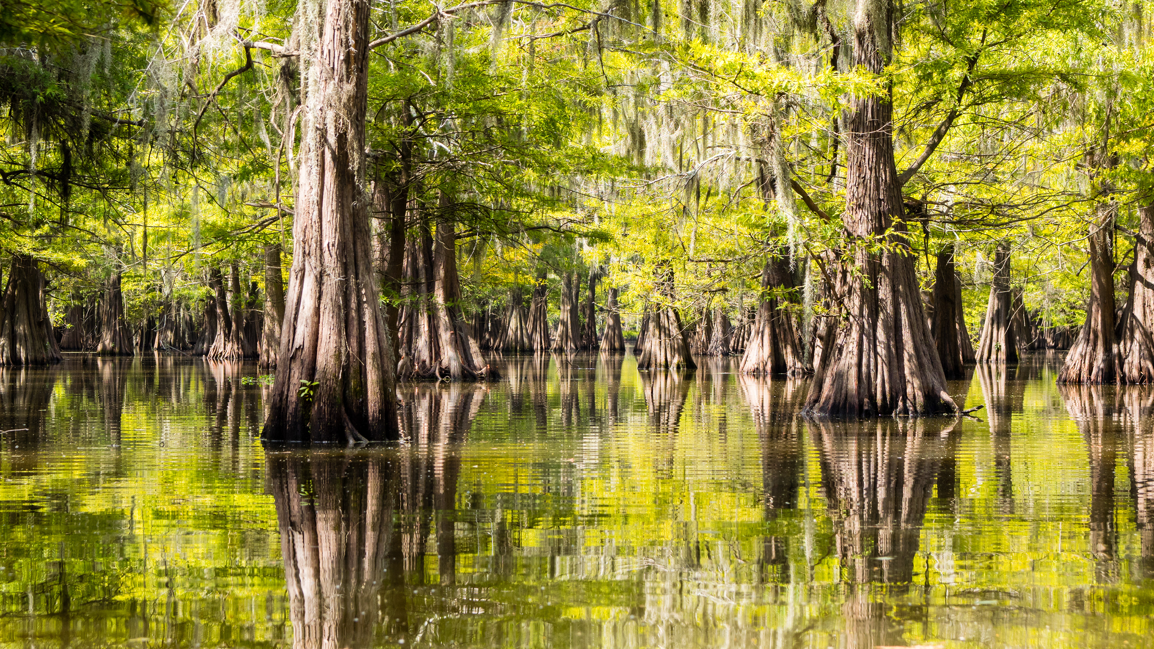The beautiful open Bald Cypress swamp of the Trinity River National Wildlife Refuge, Texas, USA.