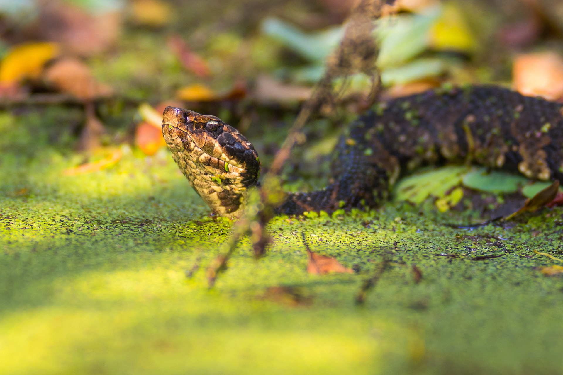 A Water Moccasin (Agkistrodon Piscivorus) aka cottonmouth and I have a stare down after I crawl a few feet from where it was hunting bullfrogs in Brazos Bend State Park, Texas.