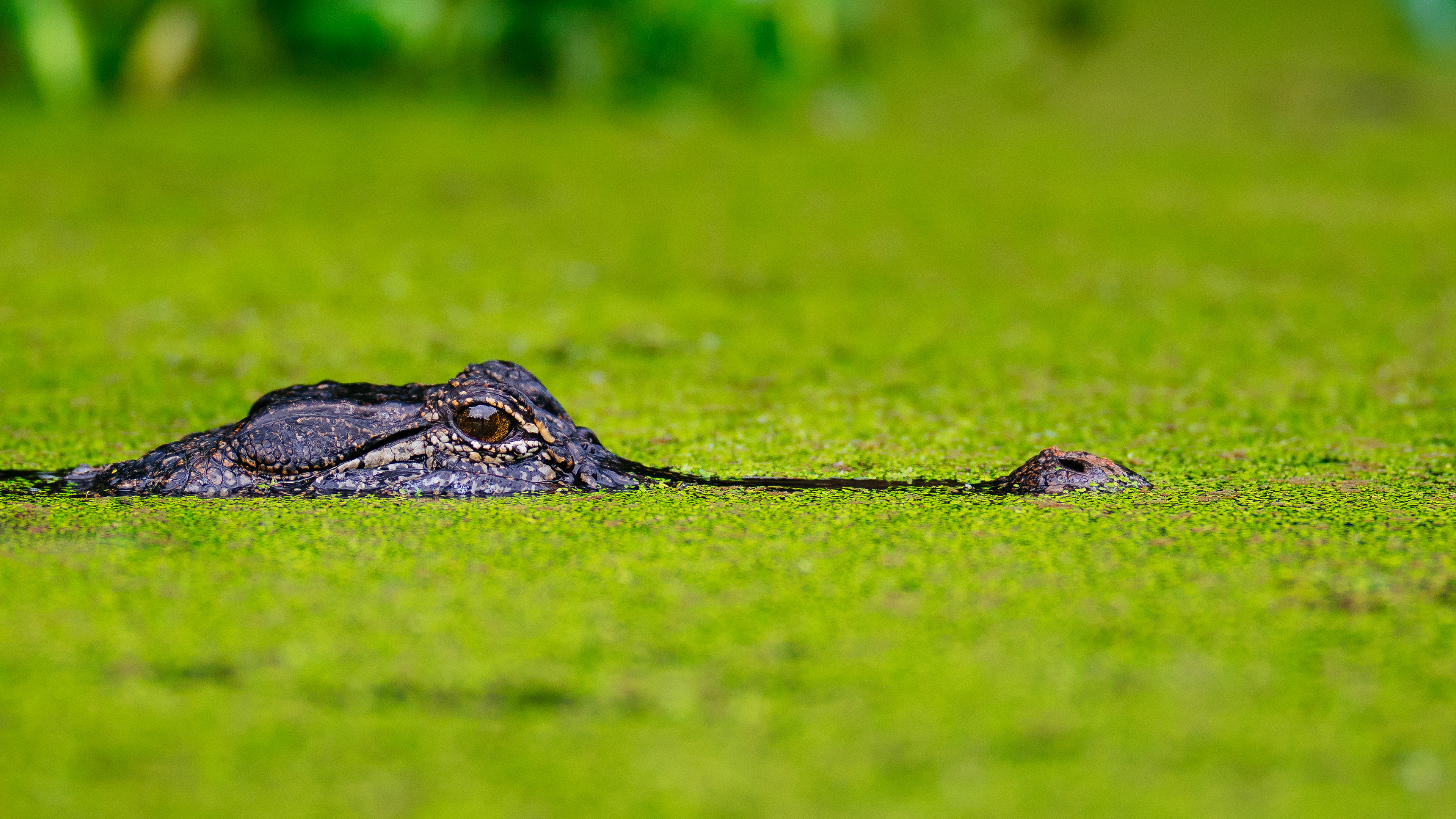 An American Alligator (Alligator Mississippiensis) slowly glides thru the moss covered lake at Brazos Bend State Park, Texas, USA.