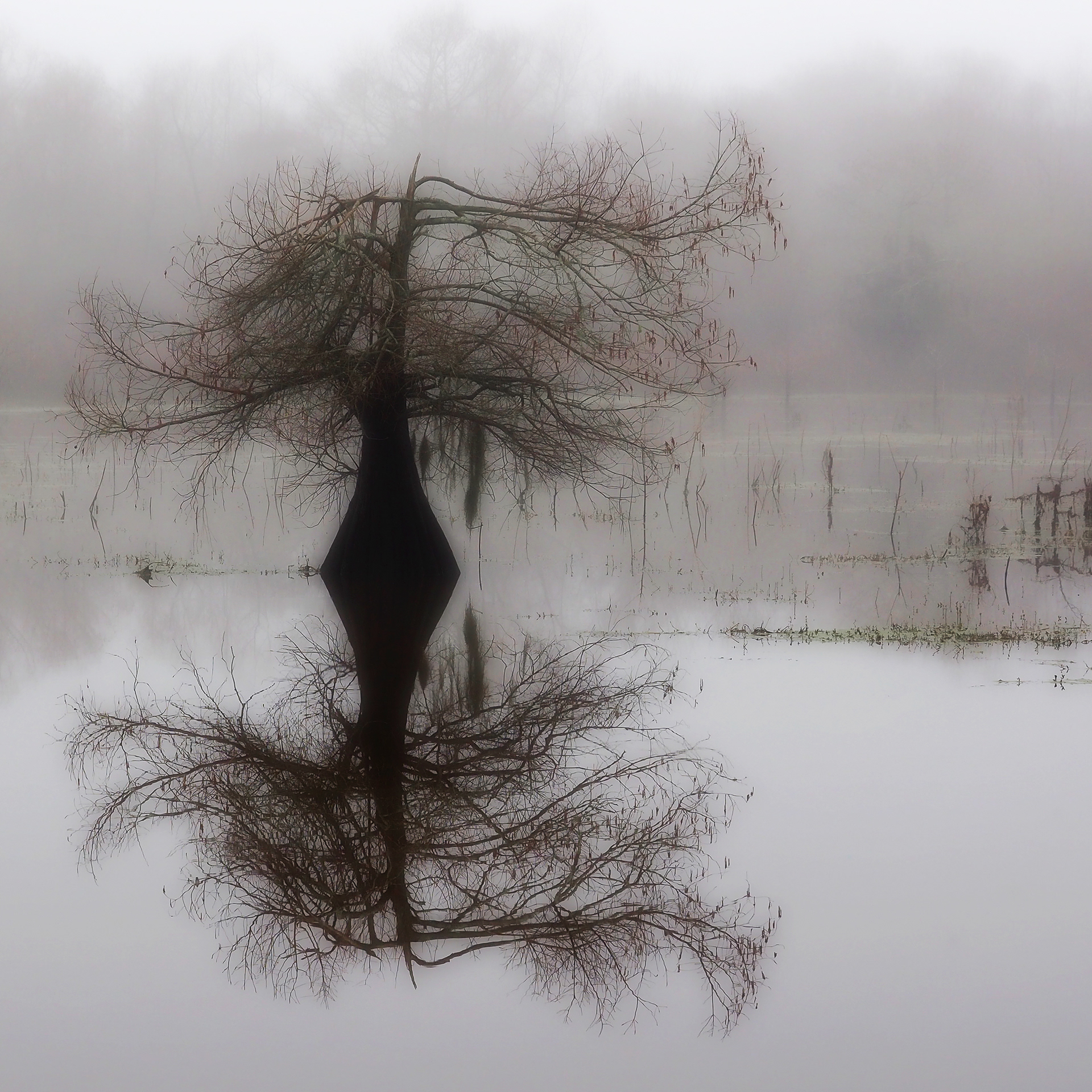 A Cypress Tree on a really foggy afternoon in the swampy water of the Trinity River National Wildlife Refuge, Dayton Texas, USA.  This image was processed using the Orton Effect, which is combining two overexposed photographs (one in focus and the other out of focus).