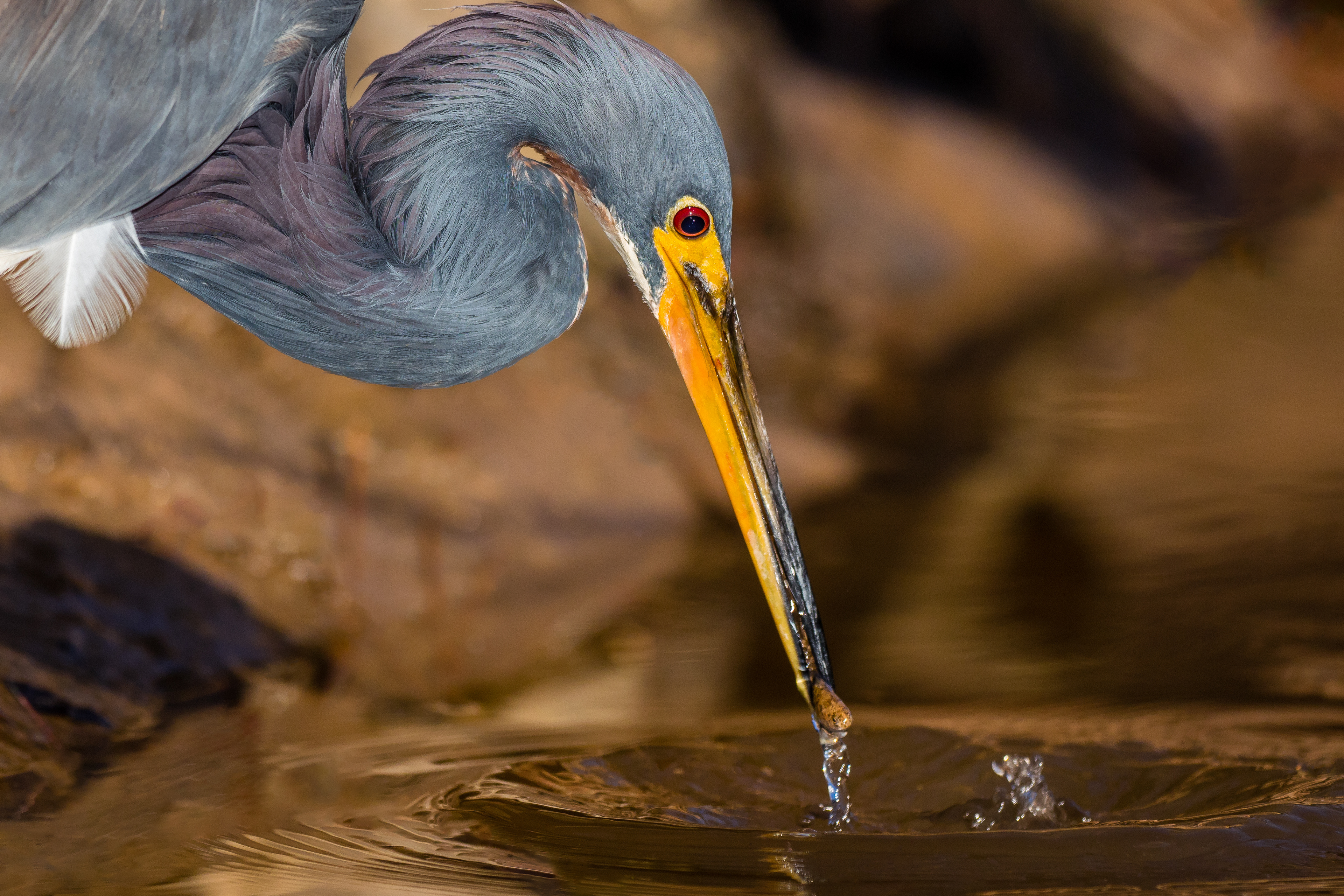 A Tricolored Heron (Egretta Tricolor) catches a small minnow on the waters of Horsepen Bayou, Texas, USA.  Photograph taken handheld from my Ascend H12 kayak while using a Godox V860iiO and Better Beamer.