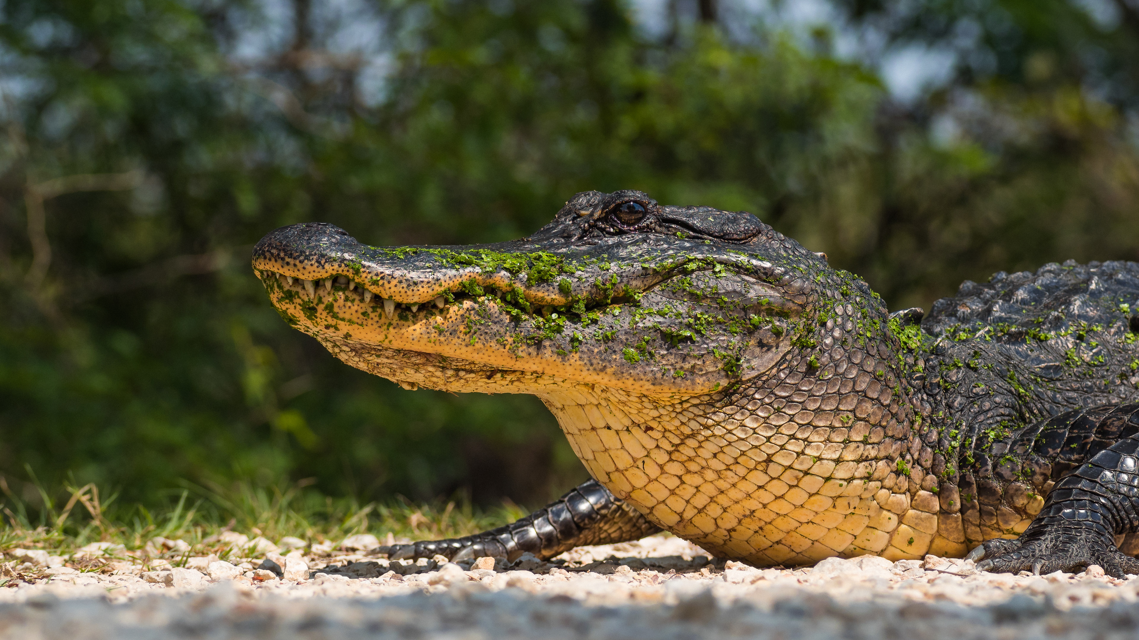 A very sexy American Alligator (Alligator Mississippiensis) poses for me while getting some sun on a trail at Brazos Bend State Park, Texas, USA.