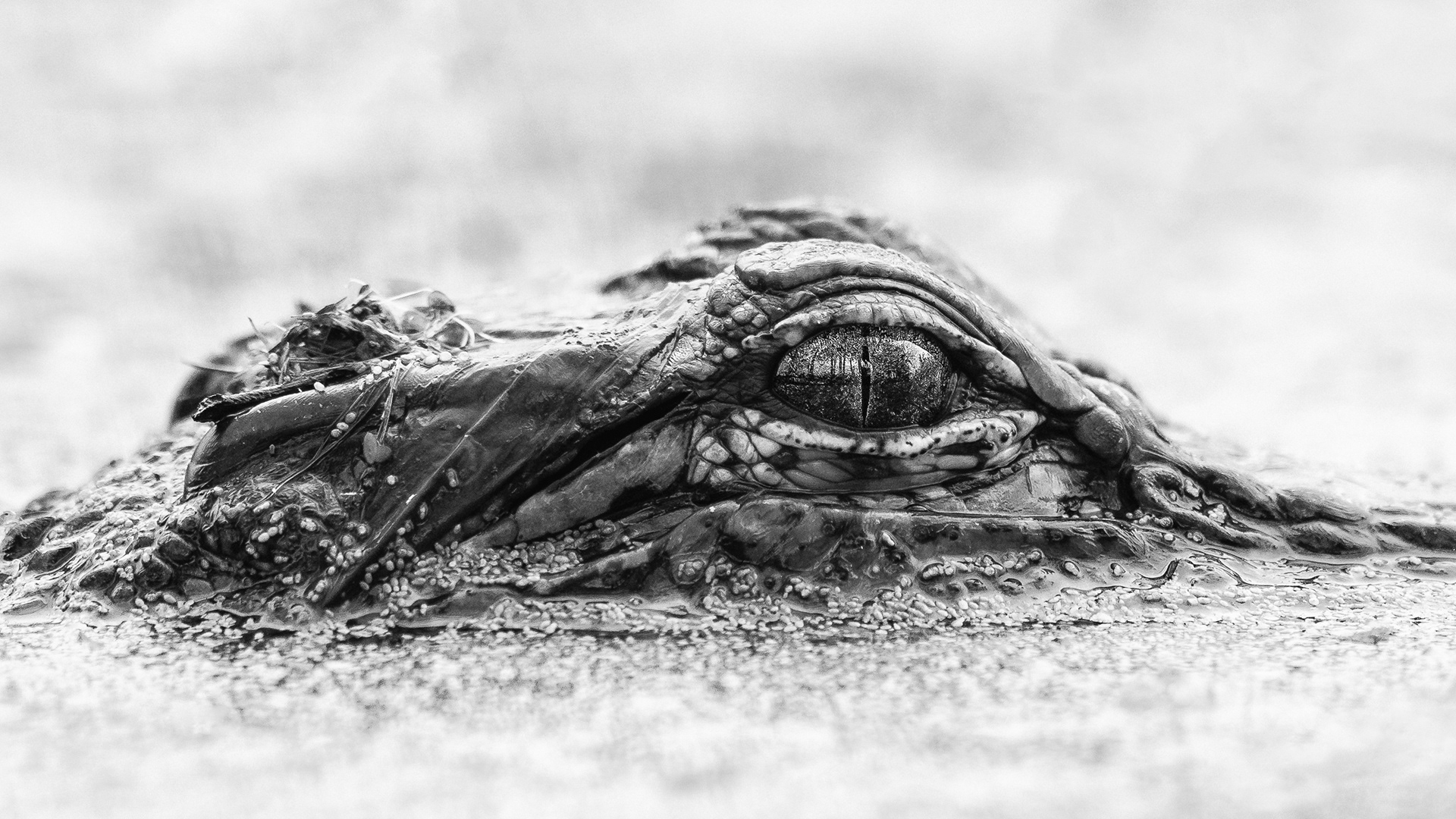 A young American Alligator (Alligator Mississipiensis) trying to remain inconspicuous in the swampy water at Brazos Bend State Park, Texas, USA.