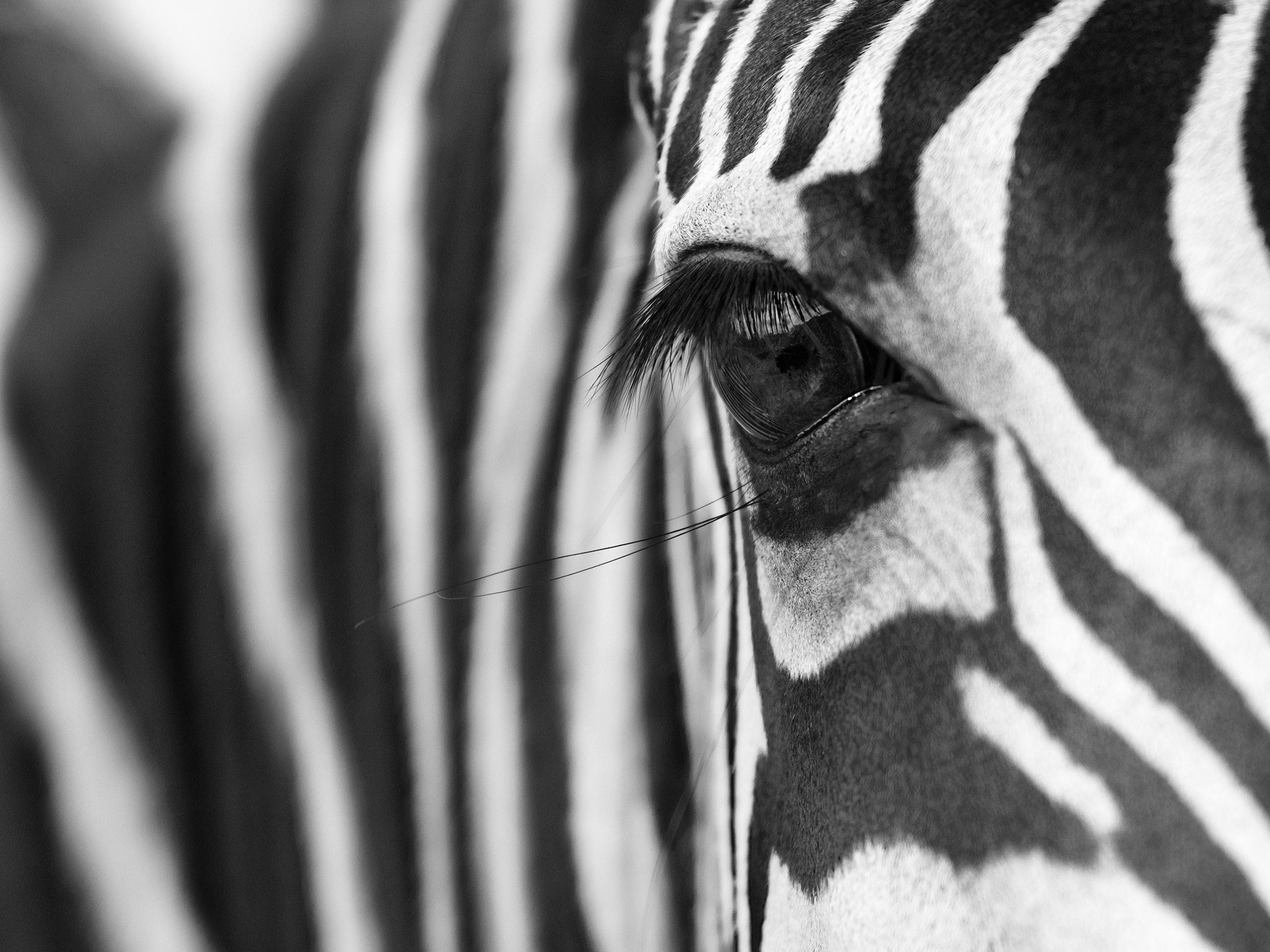 A Zebra (Equus Burchelli Bohmi) watches me at an exotic animal rescue facility in Texas, USA.