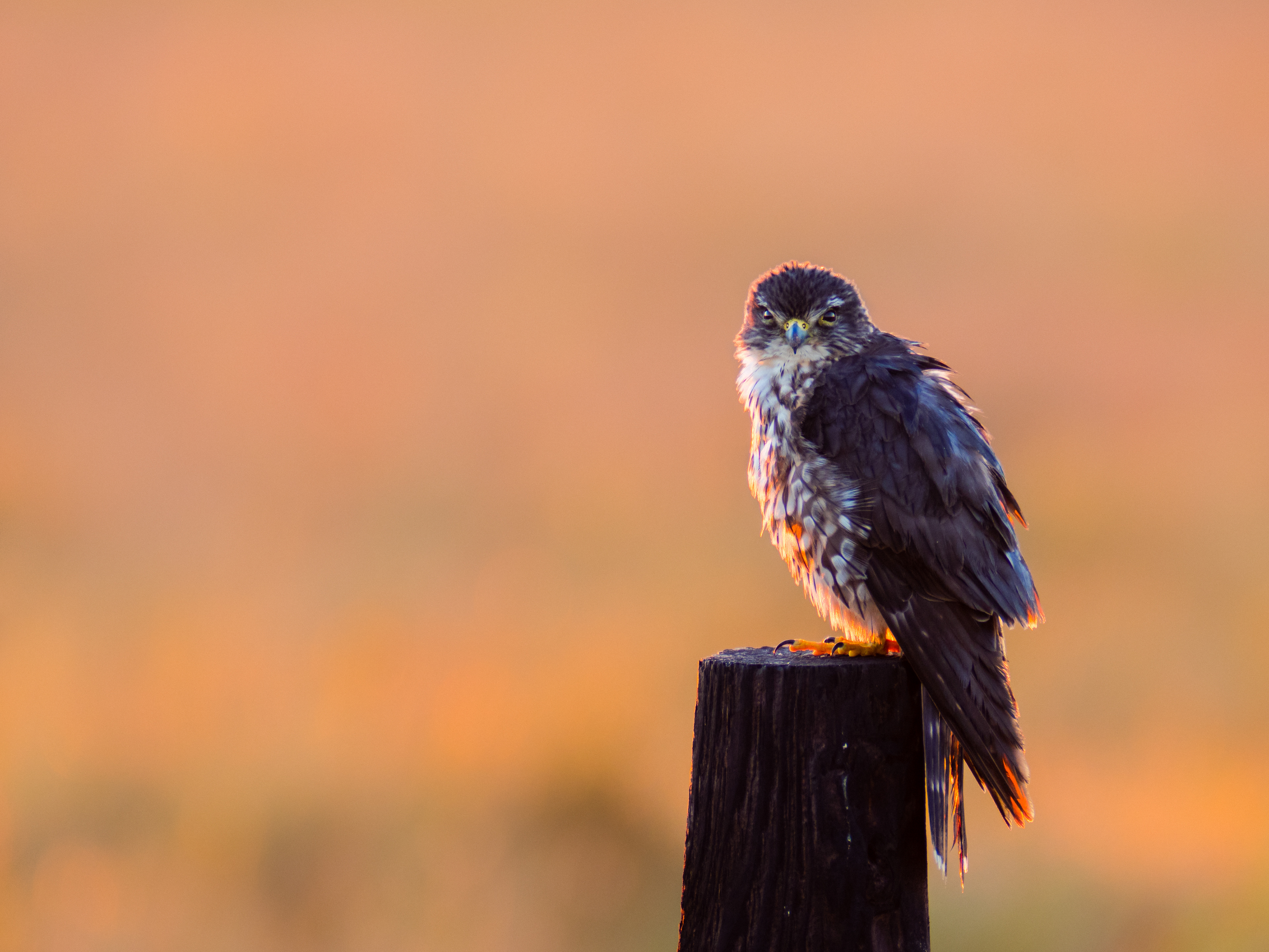 A Merlin (Falco Columbarius) watches me as the sun rises at Anahuac National Wildlife Refuge, Texas, USA.