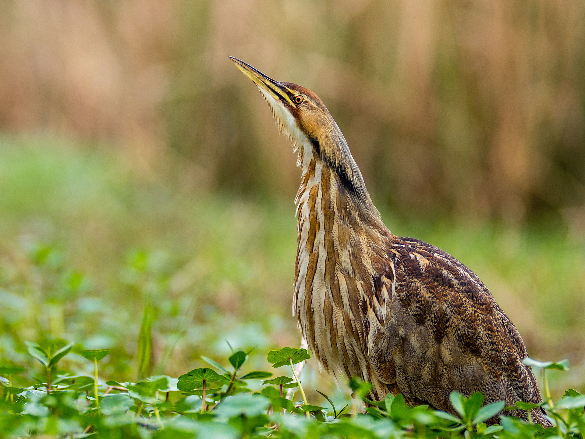 An American Bittern (Botaurus LentAn American Bittern (Botaurus Lentiginosus) in an rare open are of the swampy water in Brazos Bend State Park, Texas. USA.  I love getting down to their eye level and putting into their world.  It's rare to find these birds in such an open spot and almost as rare for me to be able to capture them with my favorite lens ever.  It's not often you can capture these very elusive birds with a lens that only provides an effective 300mm focal length.  Photograph taken handheld while using a Godox V860iiO w/ Better Beamer flash extender.  iginosus) in an rare open are of the swampy water in Brazos Bend State Park, Texas. USA.  I love getting down to their eye level and putting into their world.  It's rare to find these birds in such an open spot and almost as rare for me to be able to capture them with my favorite lens ever.  It's not often you can capture these very elusive birds with a lens that only provides an effective 300mm focal length.  Photograph taken handheld while using a Godox V860iiO w/ Better Beamer flash extender.  