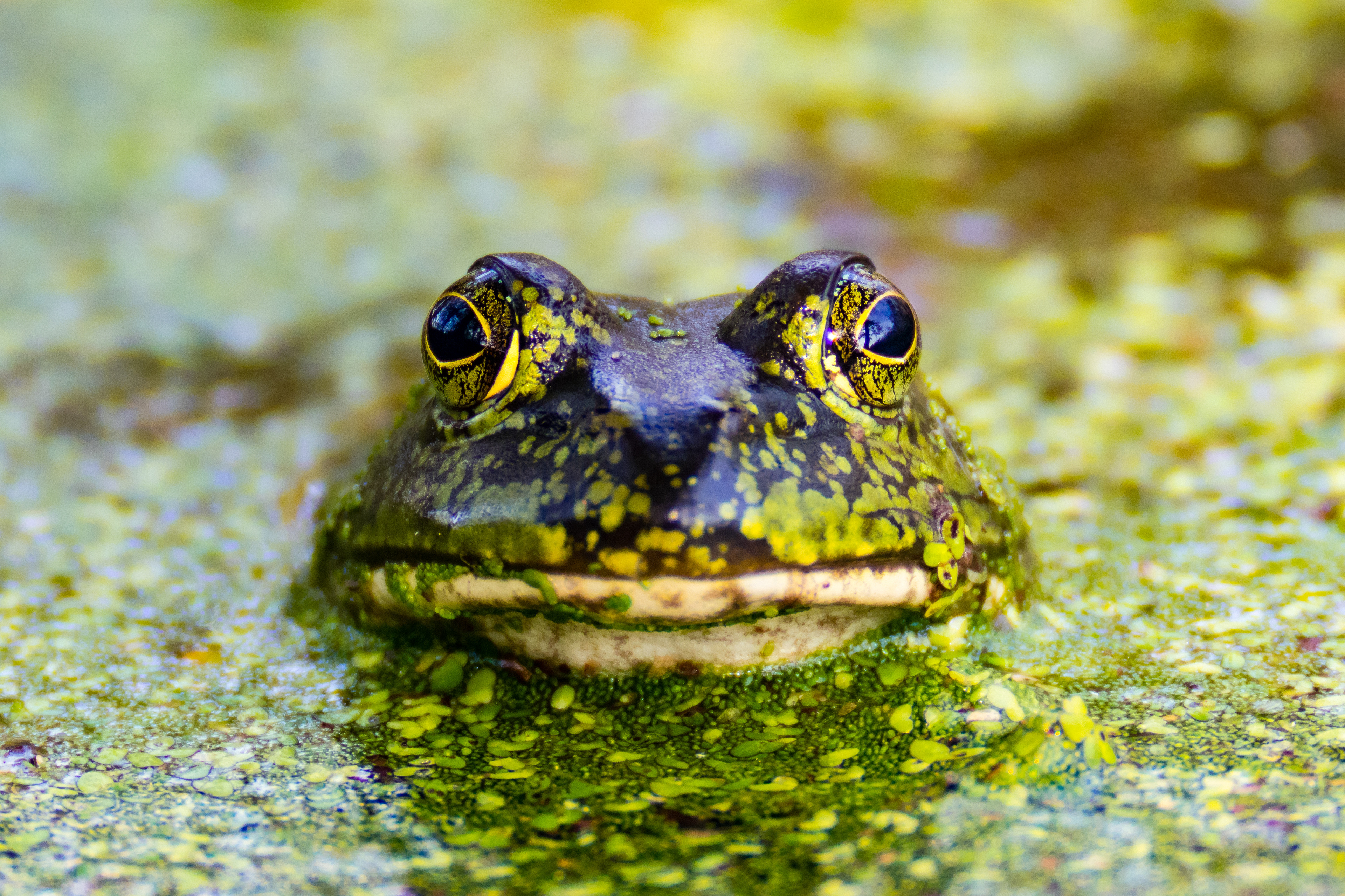 This is cropped how I would have cropped it normally.  An American Bullfrog (Lithobates Catesbeianus) in the swampy water of Brazos Bend State Park, Texas, USA.