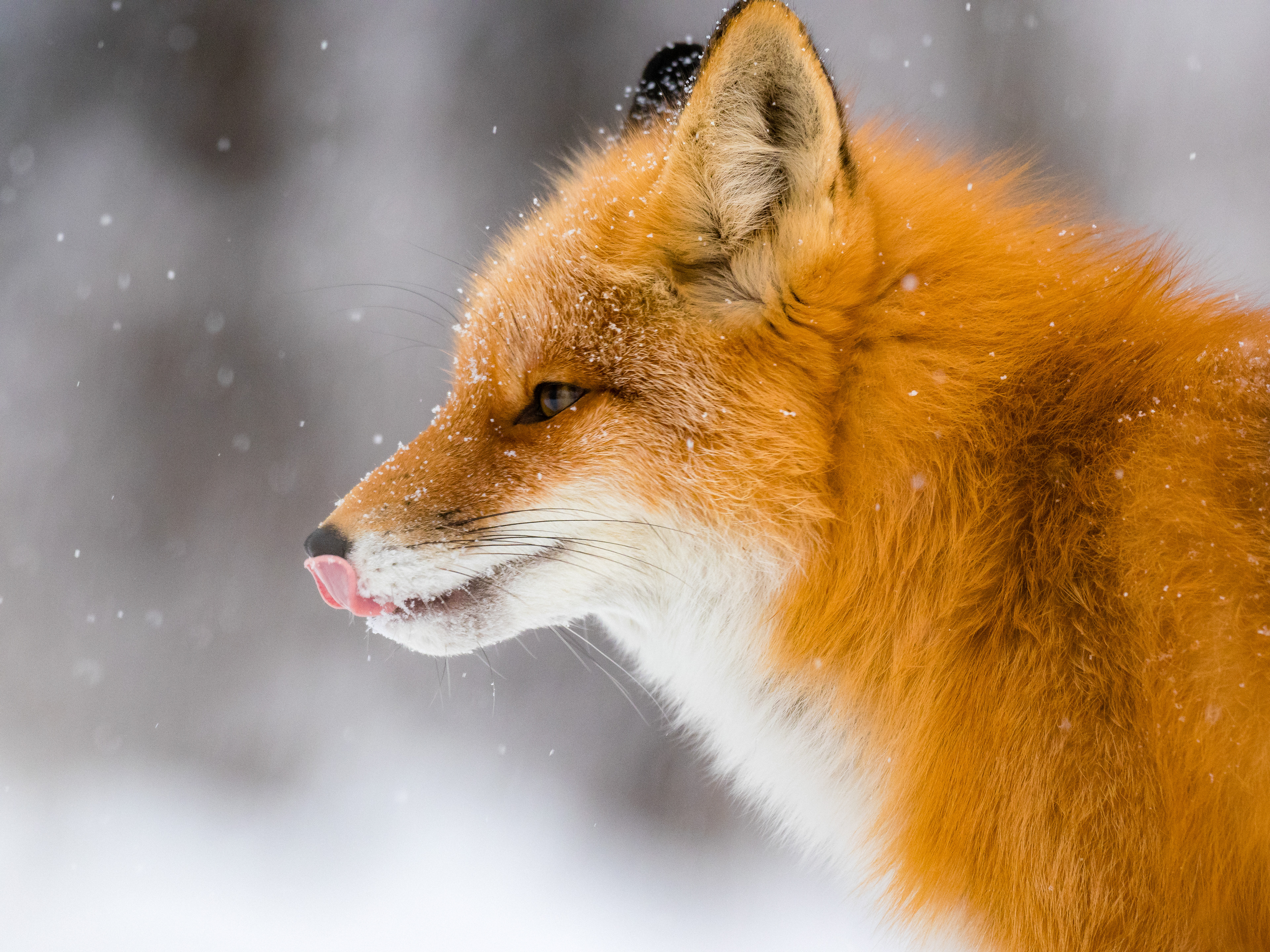 A  Red fox (Vulpes Vulpes) getting a drink from the snow in Anchorage, Alaska, USA.