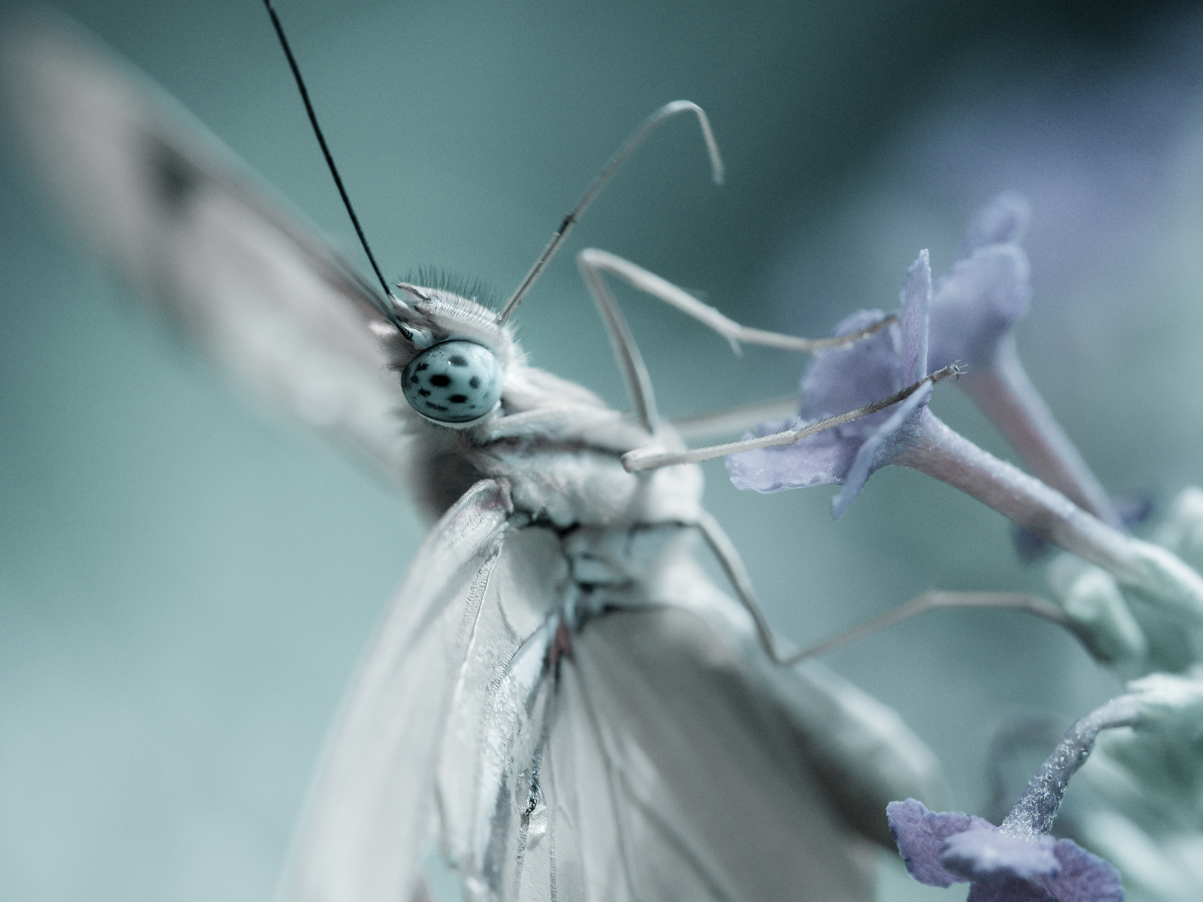 A butterfly taken at the Cockrell Butterfly Center, Houston, Texas, USA.  First photo posted with my new M.Zuiko ED 60mm ƒ/2.8 Macro.  So far I am pretty impressed with this lens, the light weight and small size allows me to take photos I would not have been able to with a different macro lens.  This photo was taken using the back display with the camera held out at arms length because the butterfly was over a ledge.  I have also fallen into a rut of processing to show the subject as it really looks.  Trying to get back to dooing some more abstract photos and artistic processing and this is my start, hope you enjoy it.