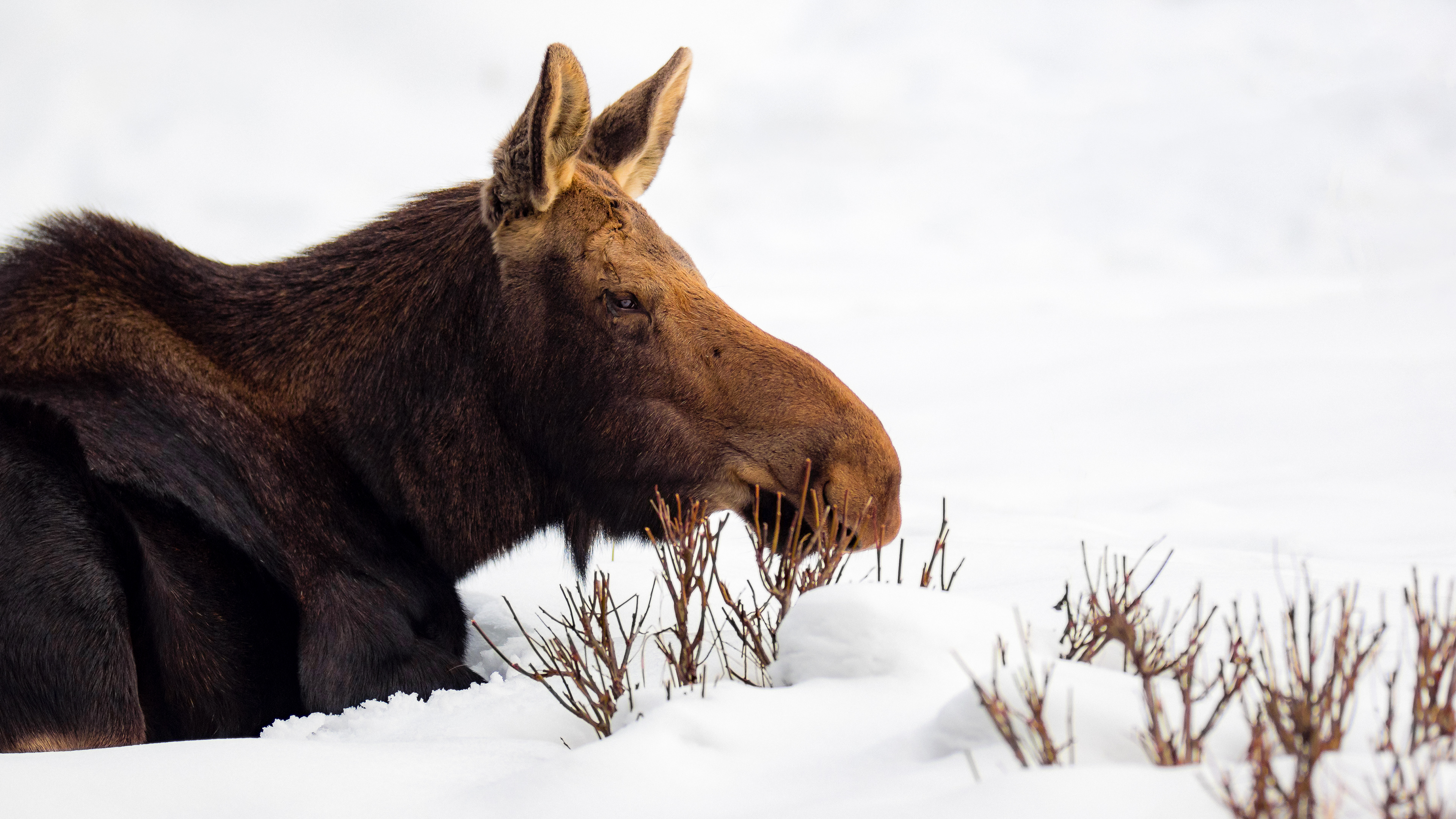 A moose taking a nap in the snow in Anchorage, Alaska, USA.