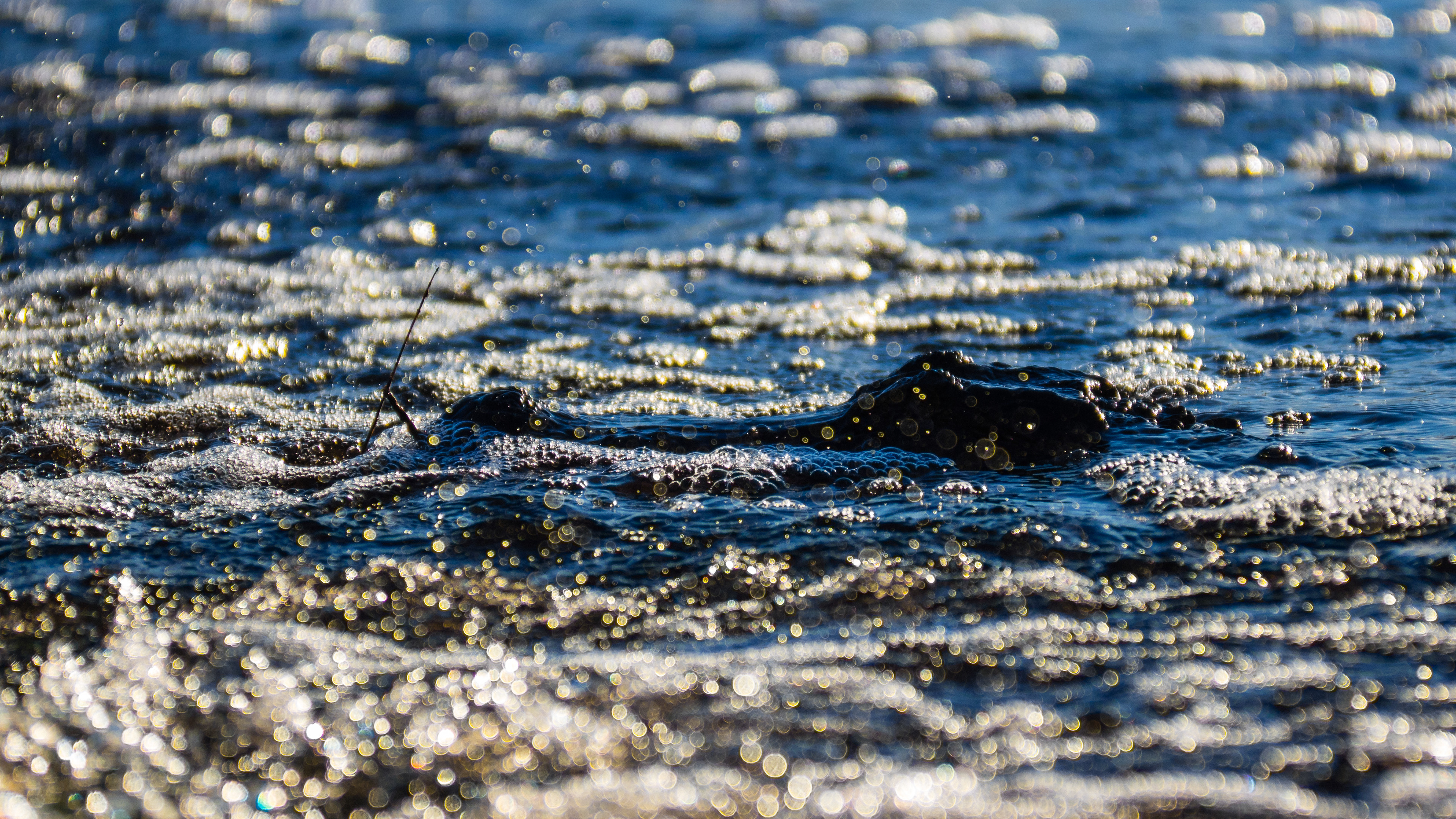 This American Alligator (Alligator Mississippiensis) popped up a little ways from me and was really hard to keep an eye on because of the sun.  When he went back under I got up because I was right next to the water and did not want him trying to take a bite of me.