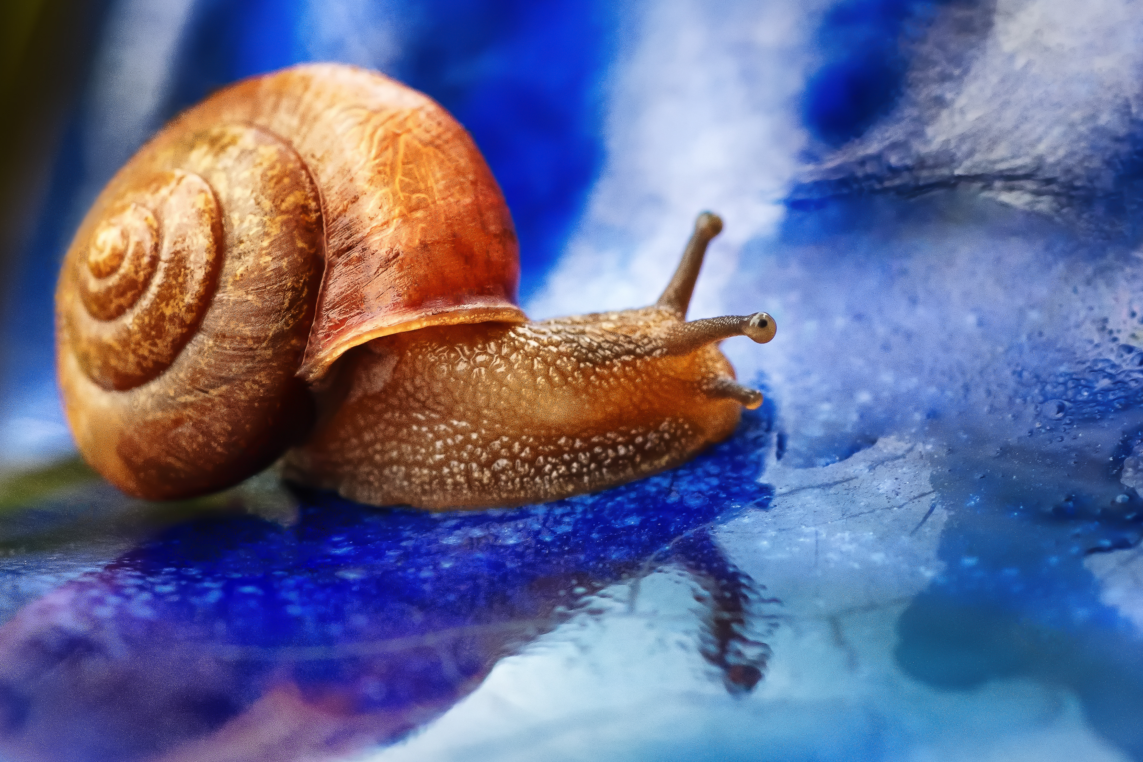 A snail crawling on a blue pot after a rain storm.