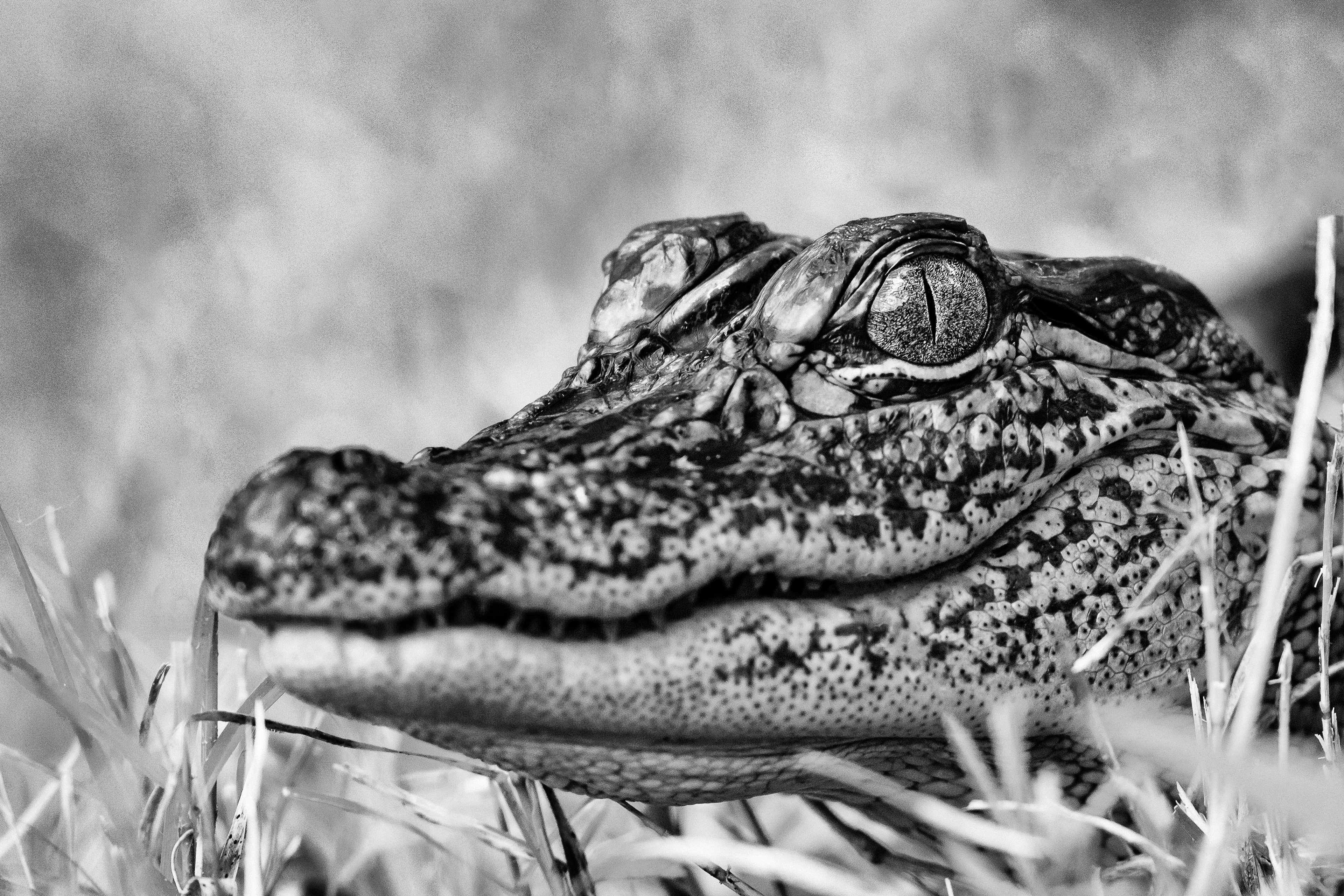 A baby American Alligator (Alligator Mississippiensis) at Brazos Bend State Park, Texas, USA.