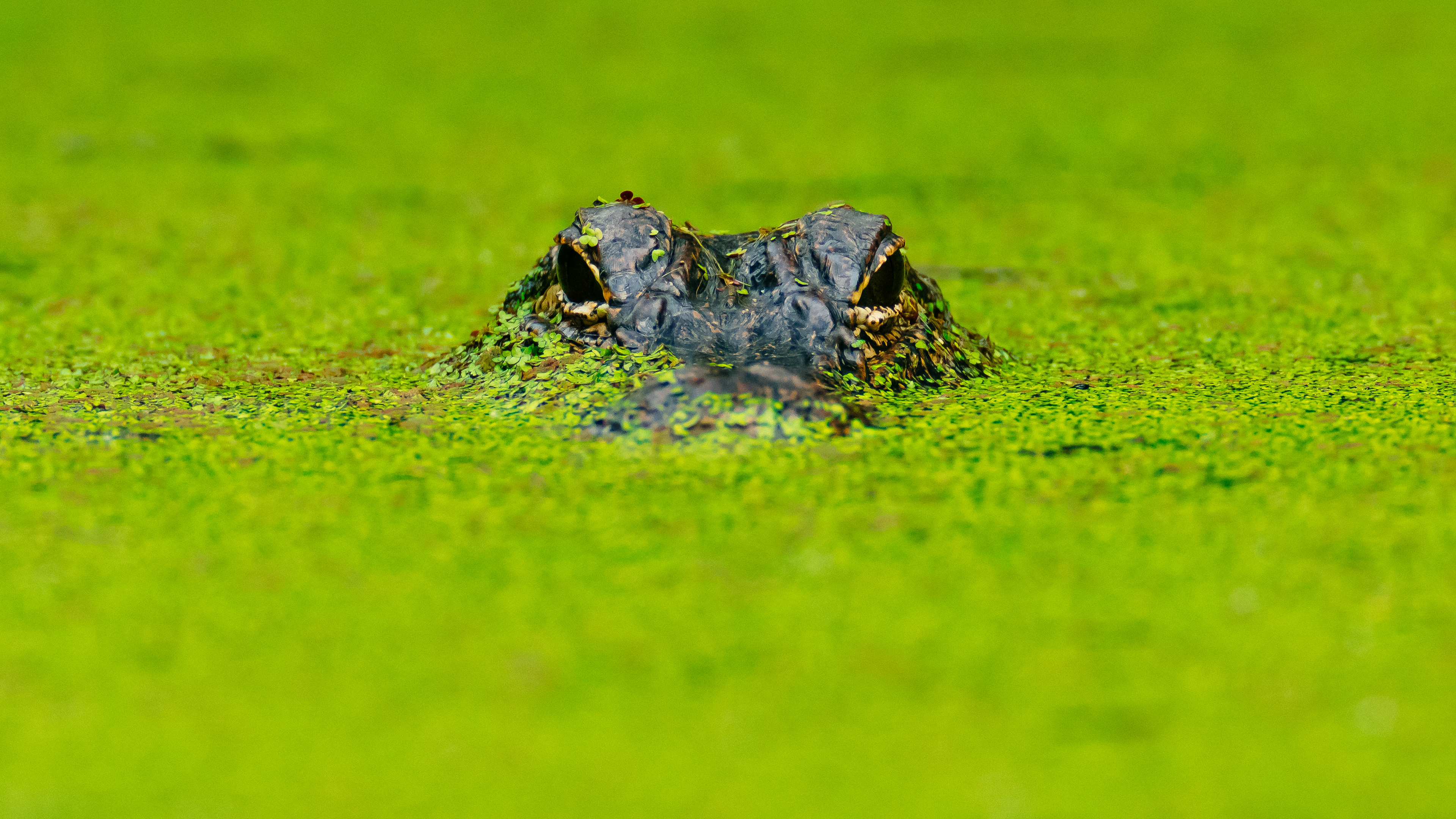 An American Alligator (Alligator Mississippiensis) uses the moss on the lake to help hide while hunting for breakfast at Brazos Bend State Park, Texas, USA.