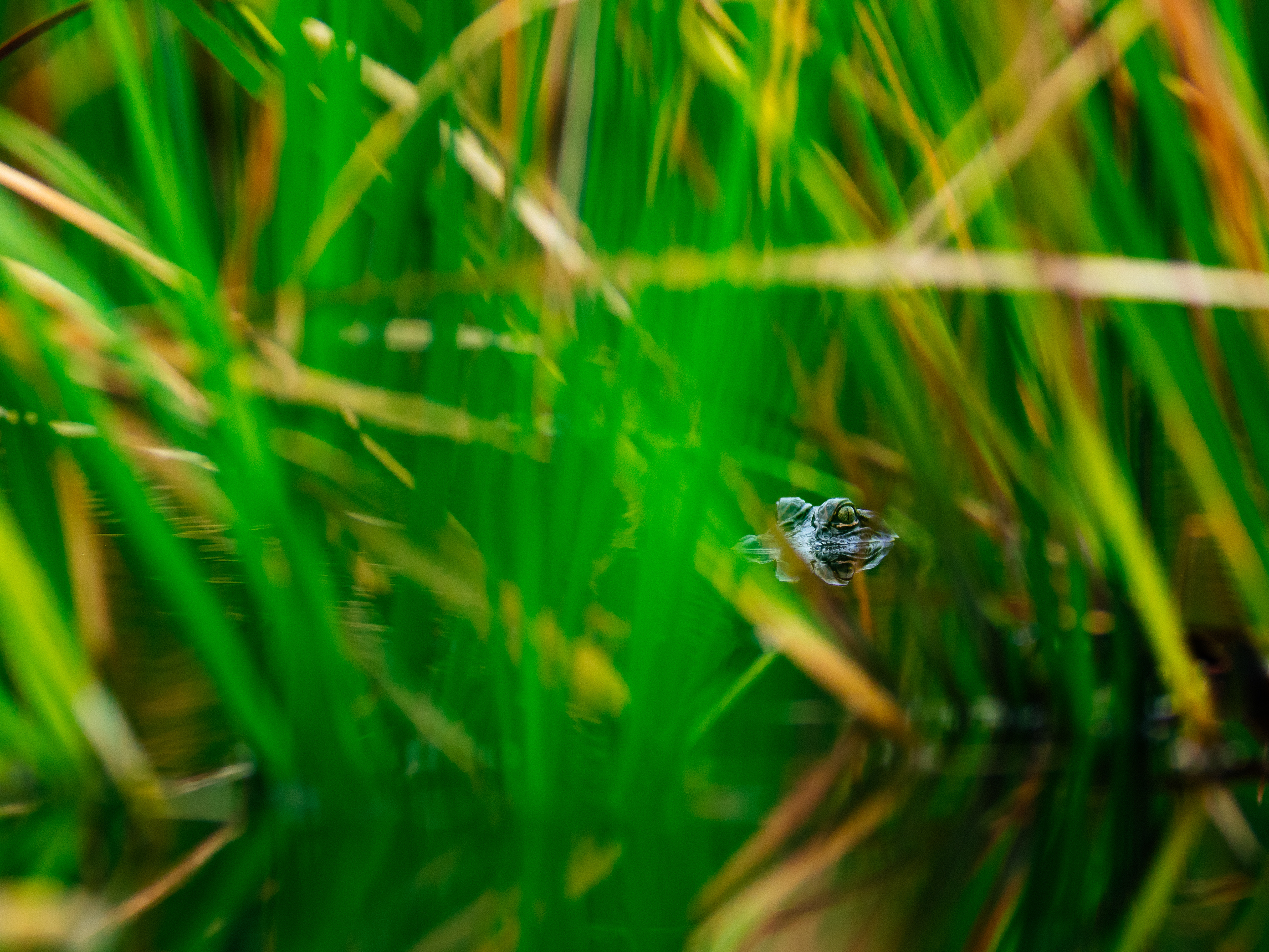 A young American Alligator (Alligator Mississippiensis) watches me from the safety of the grass growing in the water at Anahuac National Wildlife Refuge, Texas, USA.