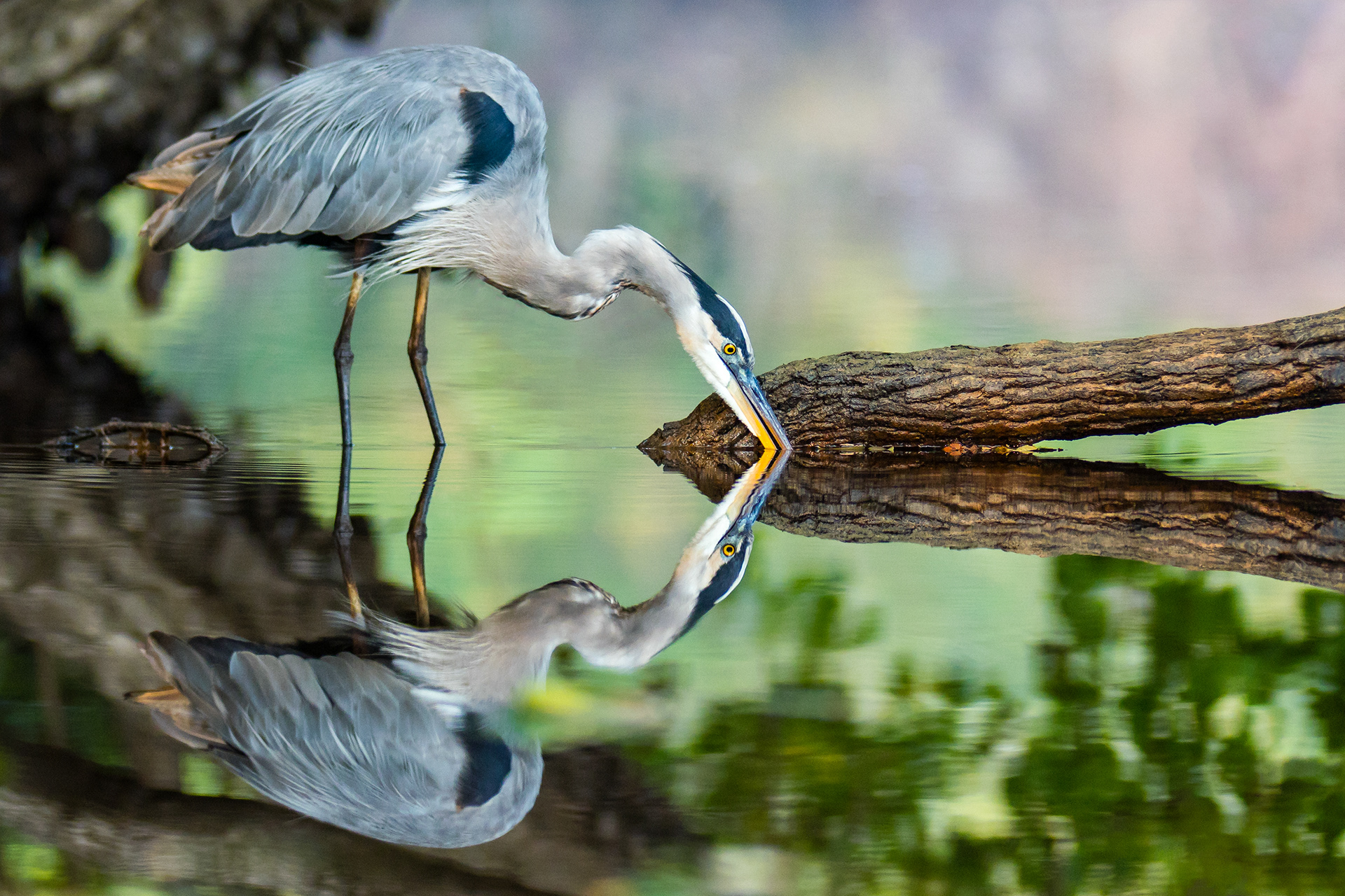 A Great Blue Heron (Ardea Herodias) is sharpening it's beak on an available log in the early morning light on Luce Bayou in Huffman, Texas, USA.