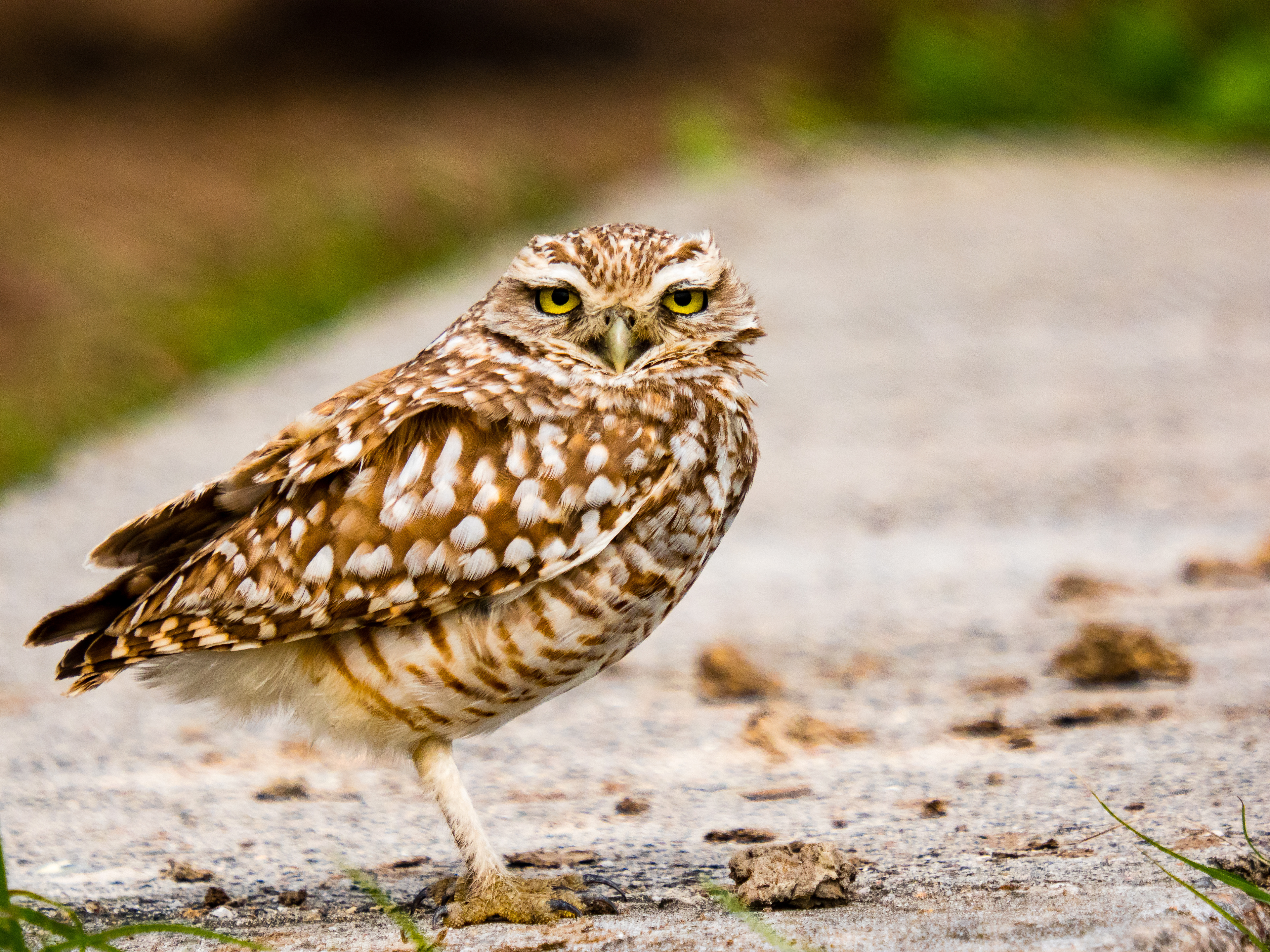 A Burrowing Owl  (Athene Cunicularia) at Anahuac National Wildlife Refuge, Texas, USA.