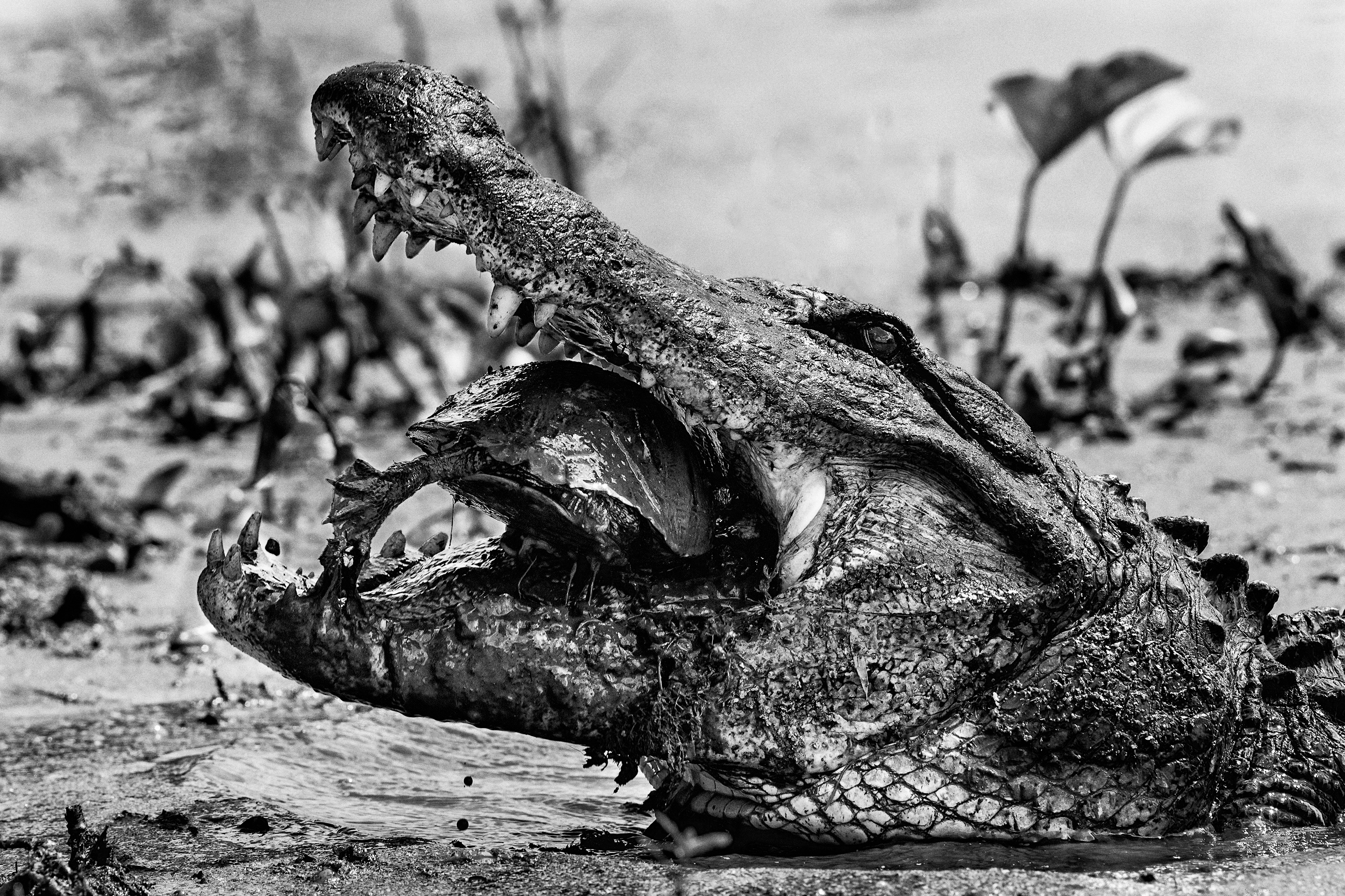 An American Alligator (Alligator Mississippiensis) eating a Red-Eared Slider (Trachemys Scripta Elegans) at Elm Lake in Brazos Bend State Park, Texas, USA.