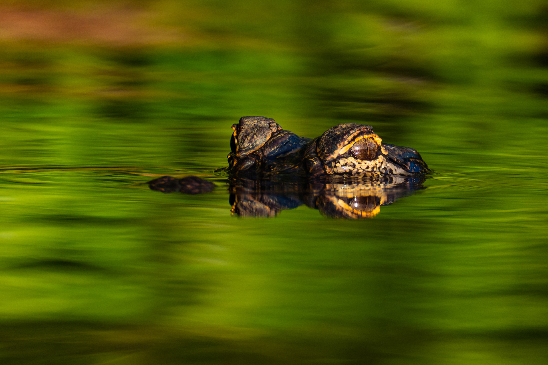 A young American Alligator (Alligator Mississippiensis) (about 2 foot long) surfaces to check me out while I am fishing from my kayak in Lake Rave, Huntsville State Park, Texas, USA.