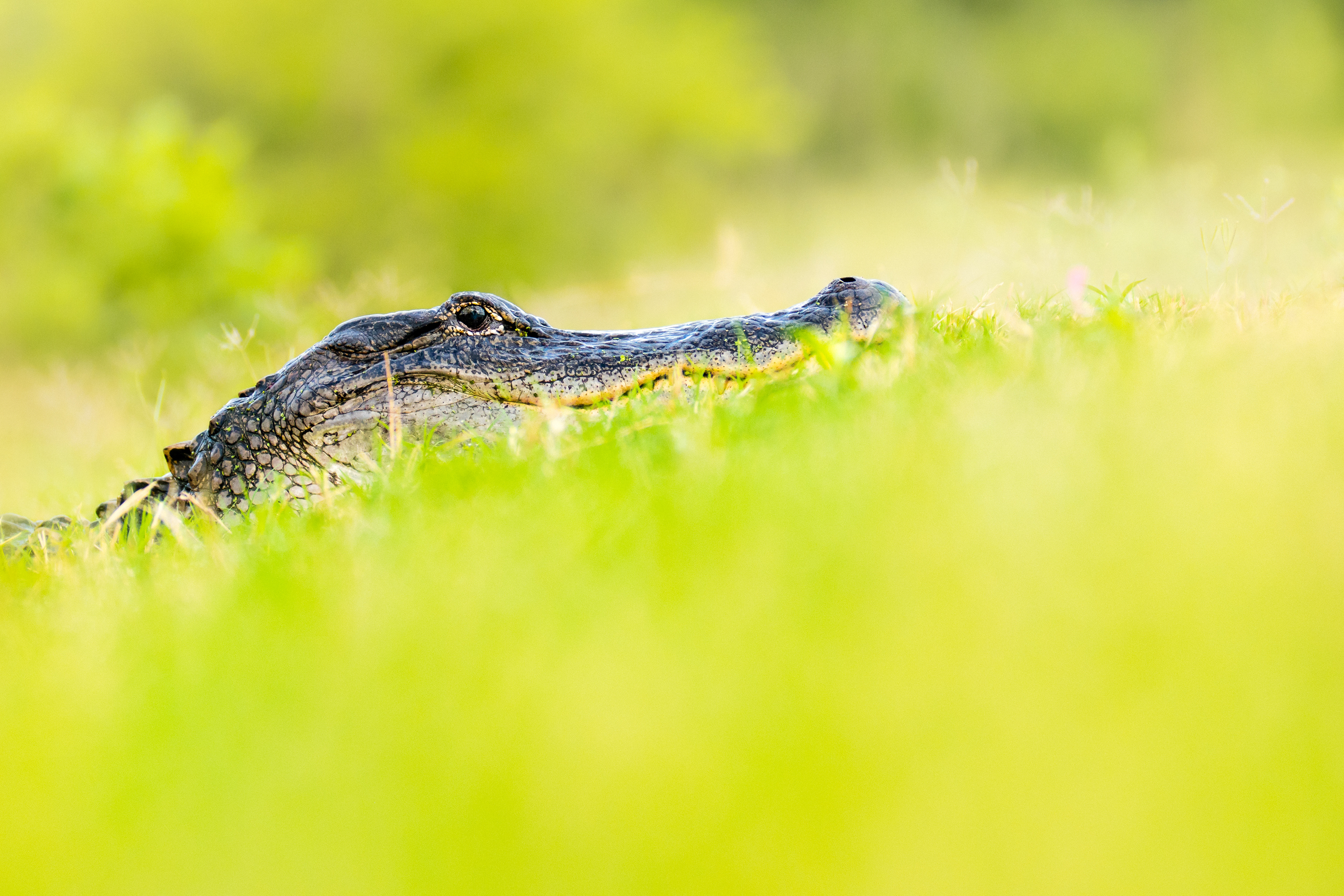 An American Alligator (Alligator Mississippiensis) enjoying the beautiful spring day at 40 Acre Lake in Brazos Bend State Park, Texas, USA.