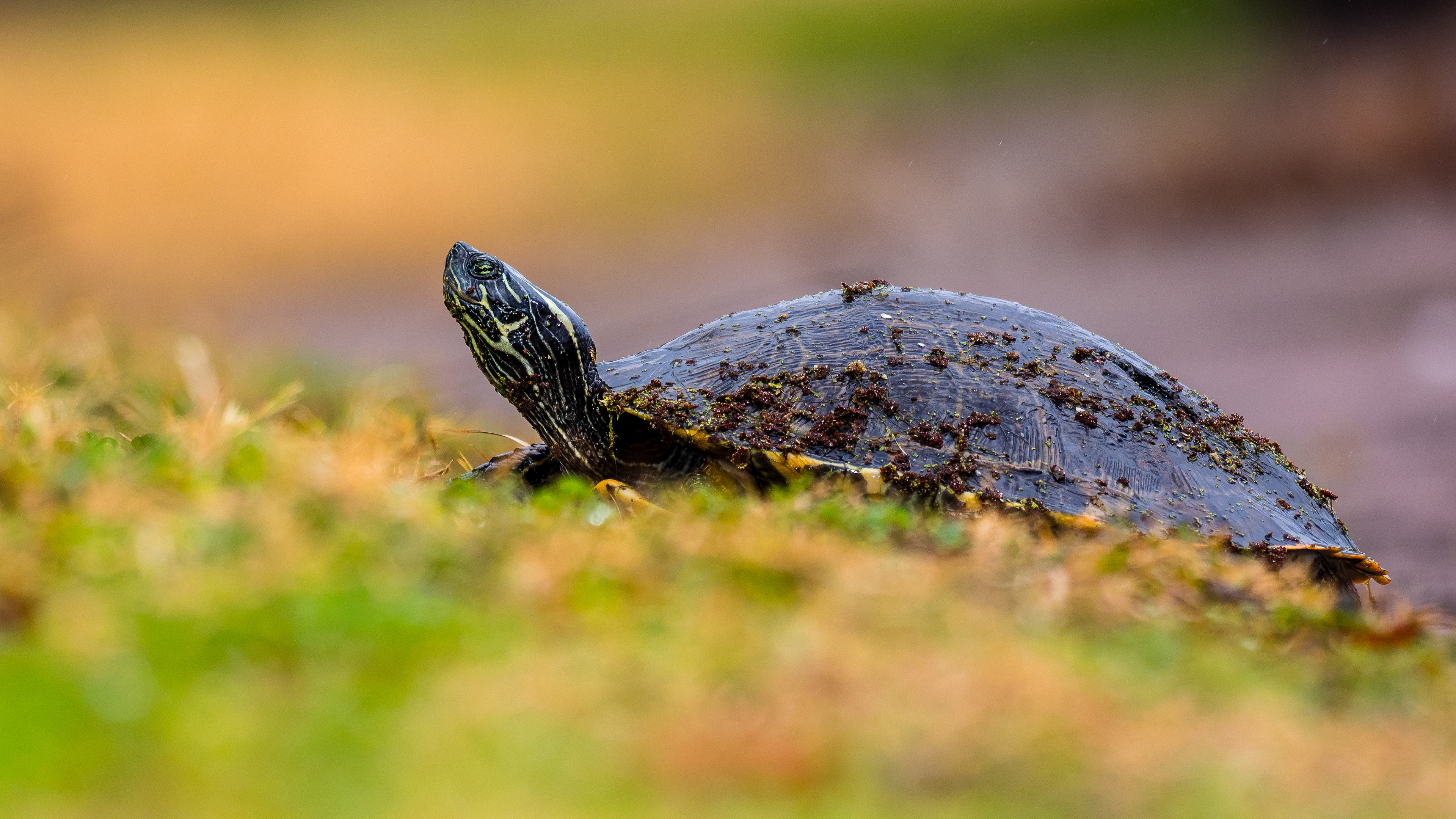 A Red-eared Slider (Trachemys Scripta Elegans) warming in the afternoon sun on a beautiful winter day at Brazos Bend State Park, Texas USA.