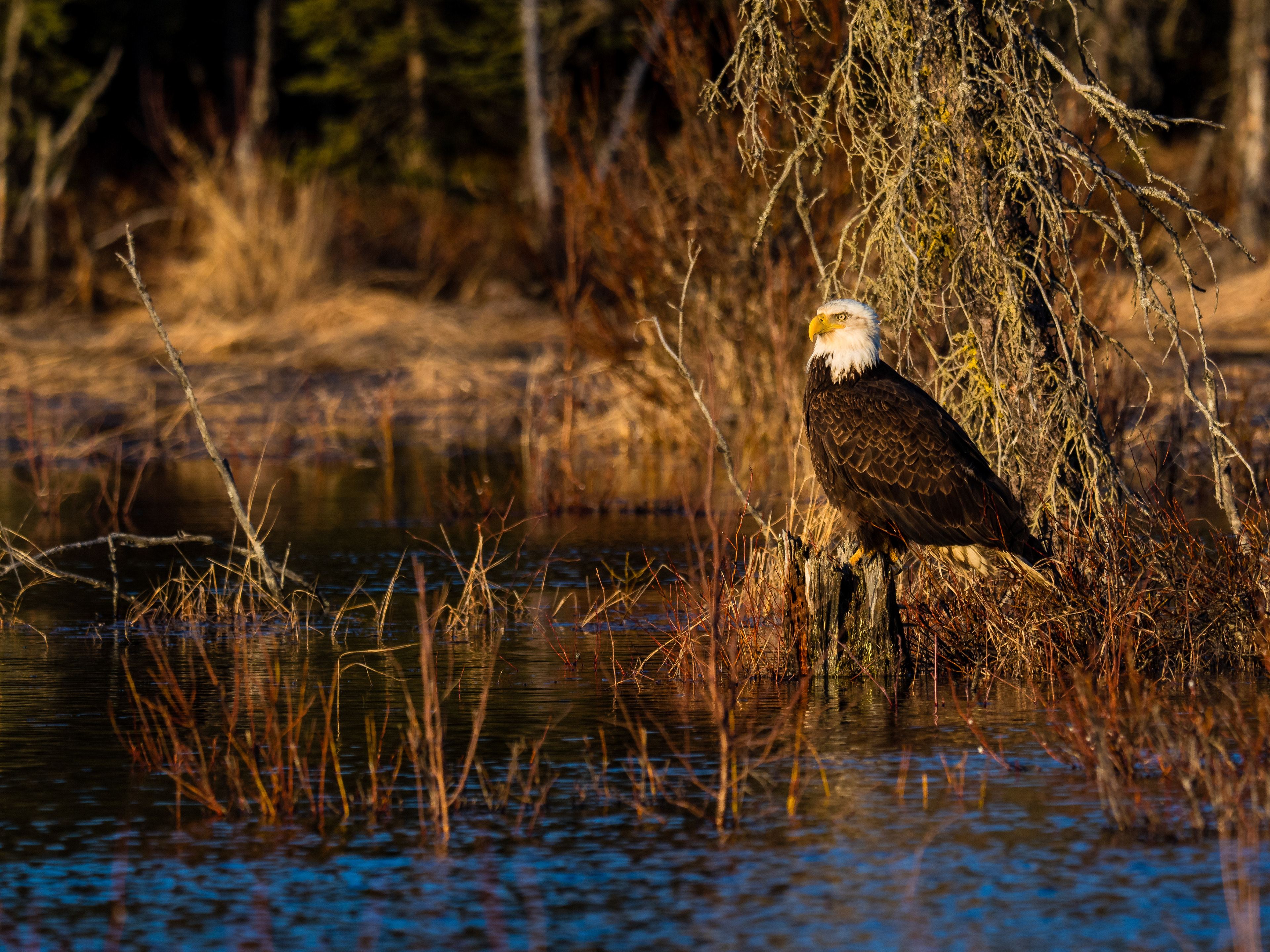 A Bald Eagle (Haliaeetus Leucocephalus) relaxing in the beautiful setting sun outside of Homer, Alaska, USA.