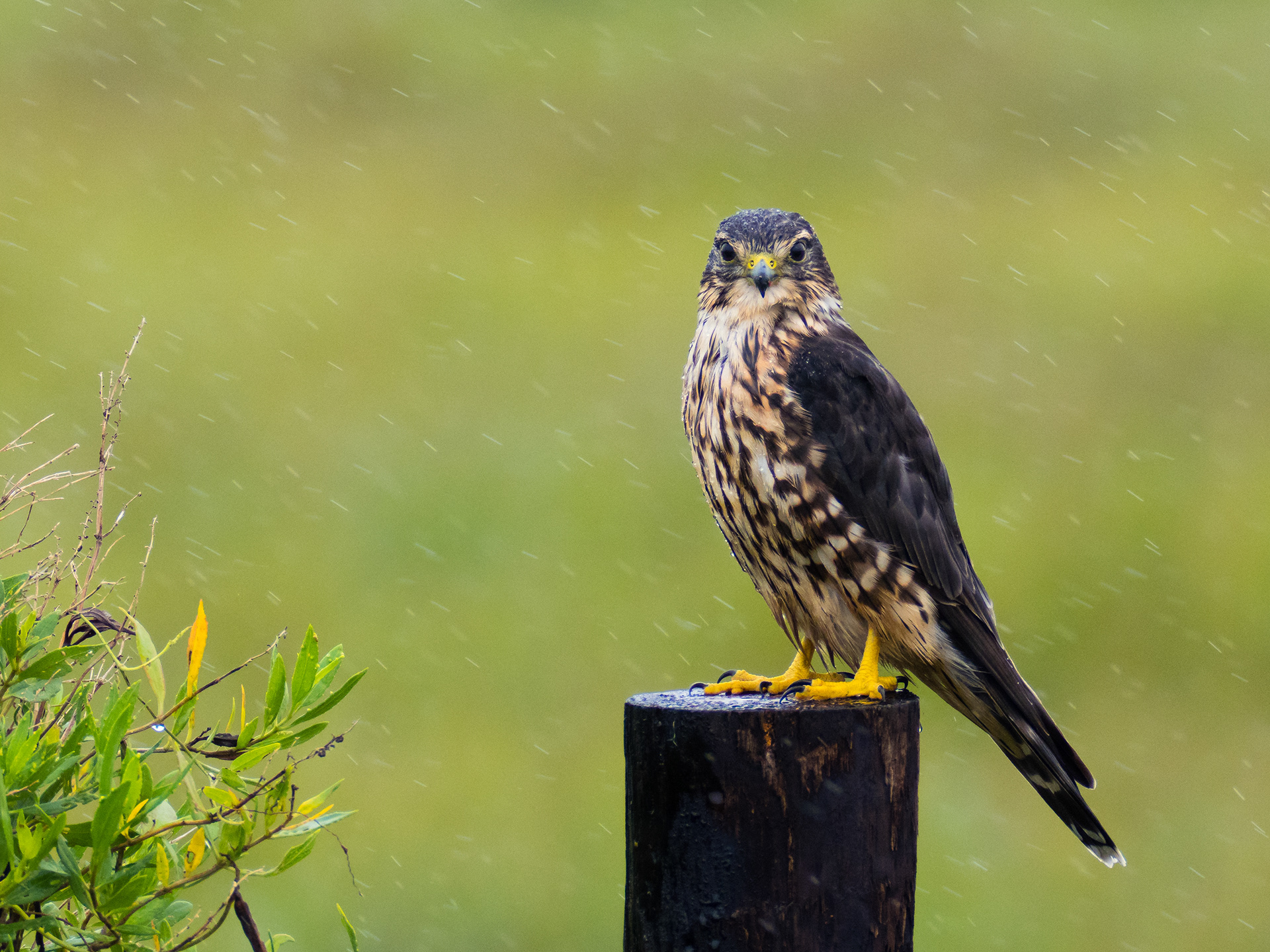 A Merlin (Falco Columbarius) looks at me from a fence post he is resting on during a rain storm at Anahuac National Wildlife Refuge, Texas, USA.