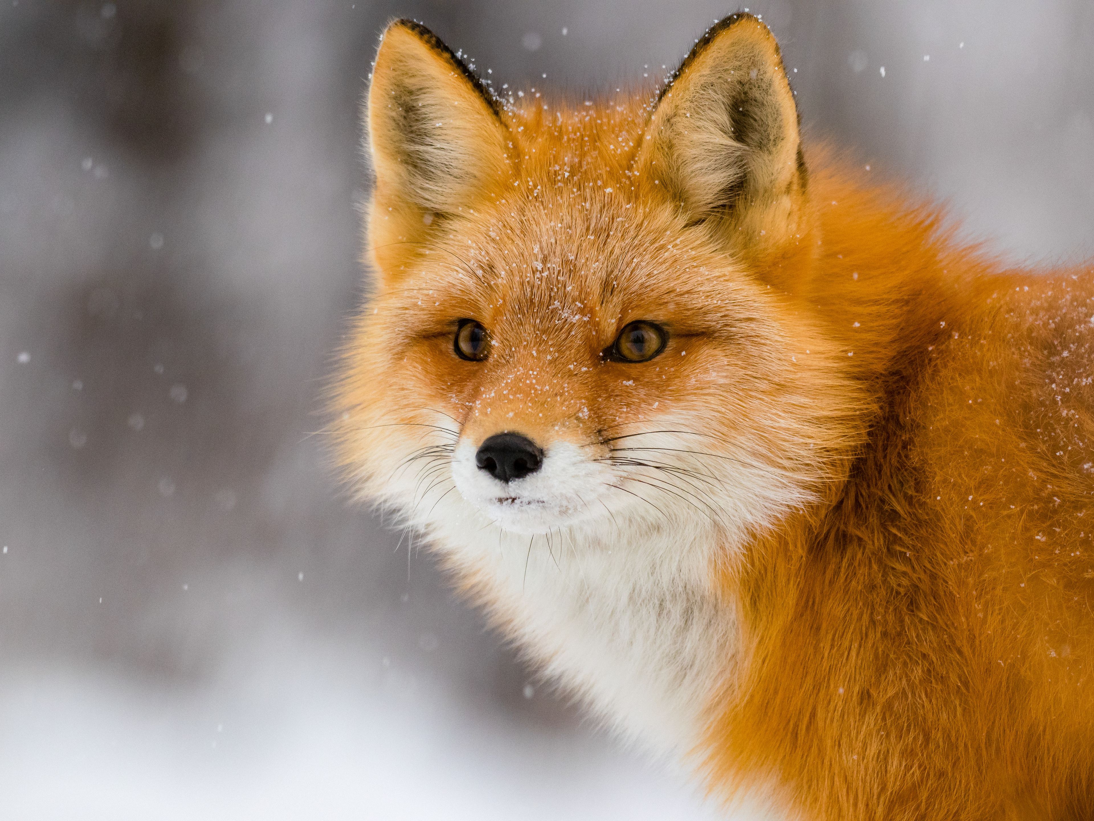 A  Red fox (Vulpes Vulpes) poses for me on a snowy day in Anchorage, Alaska, USA.