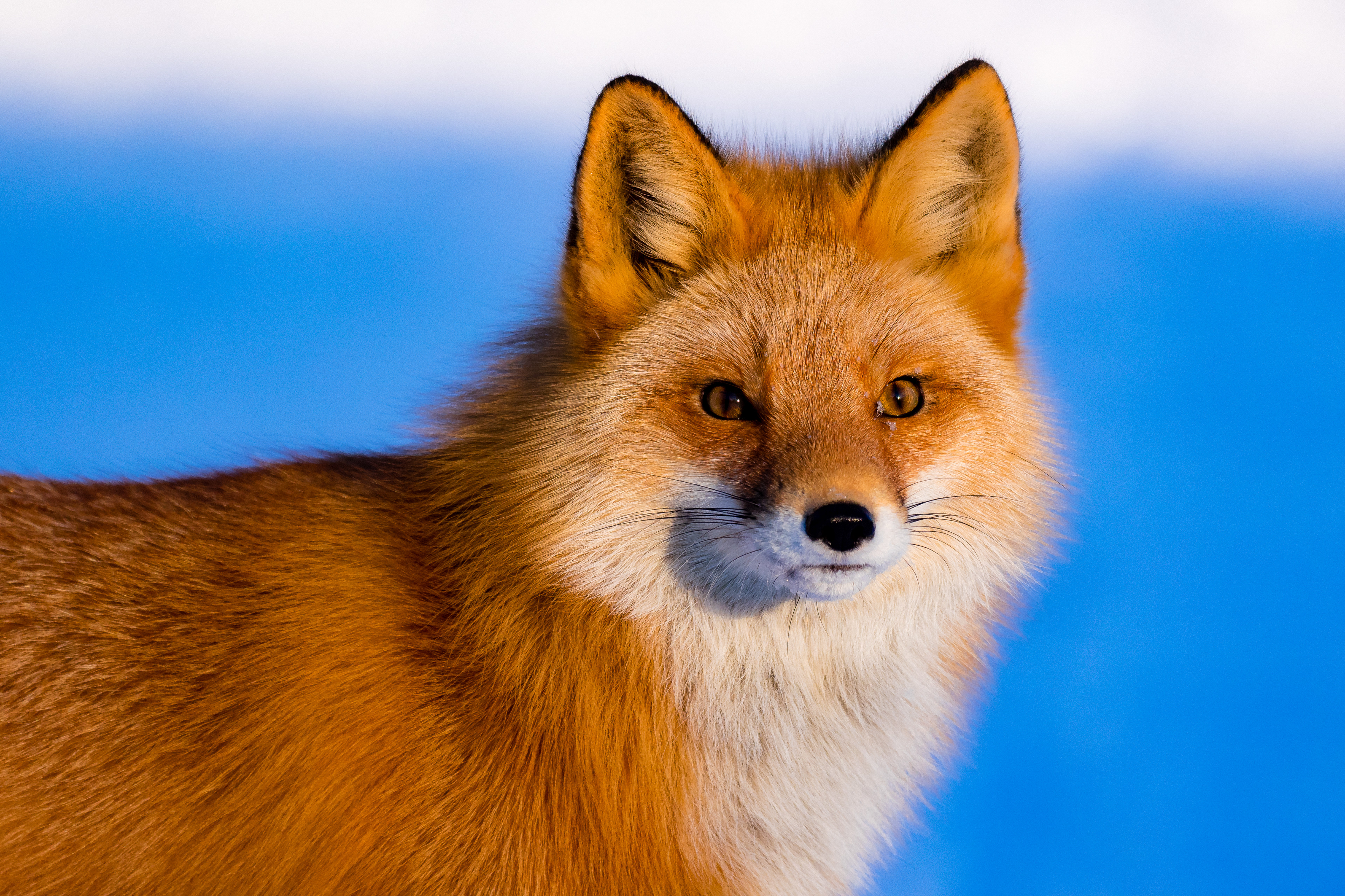 A  Red Fox (Vulpes Vulpes) wondering why this crazy human is sitting on the cold ground in Anchorage, Alaska, USA.