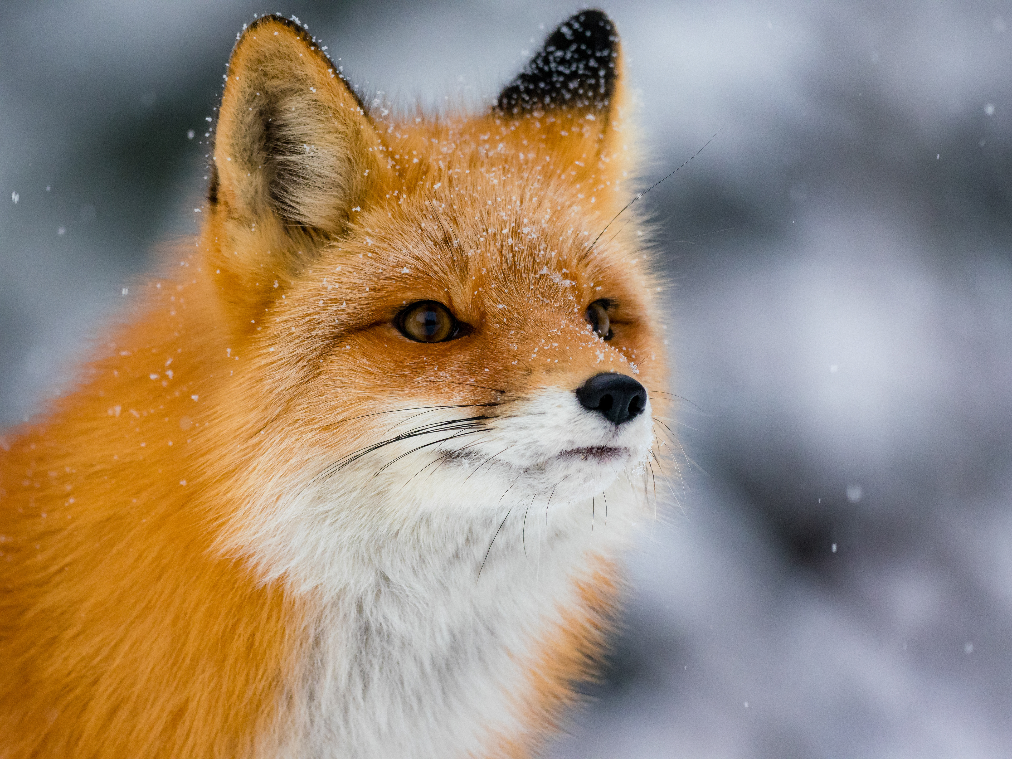 A  Red fox (Vulpes Vulpes) poses for me on a snowy day in Anchorage, Alaska, USA.