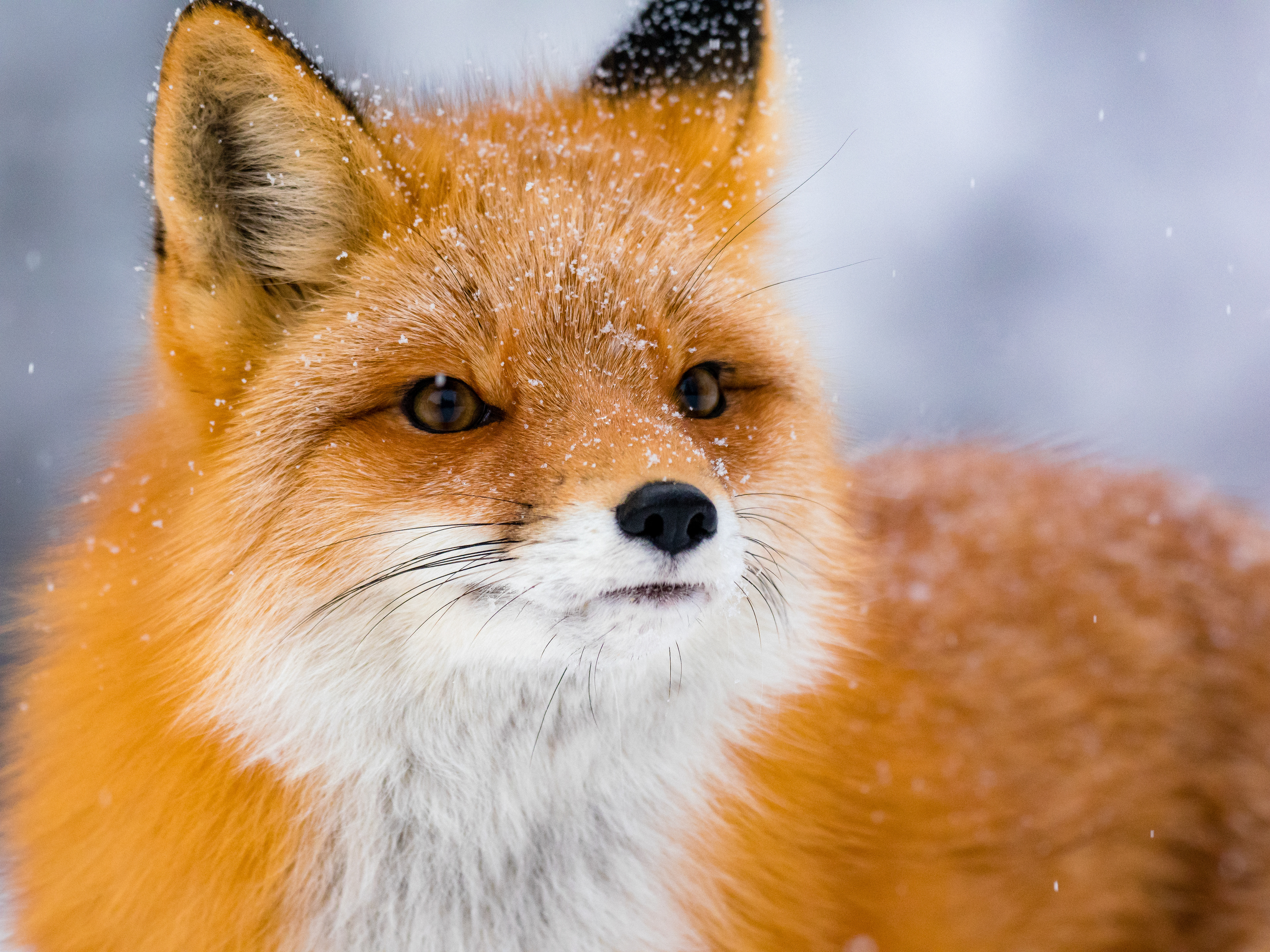 A  Red fox (Vulpes Vulpes) poses for me on a snowy day in Anchorage, Alaska, USA.