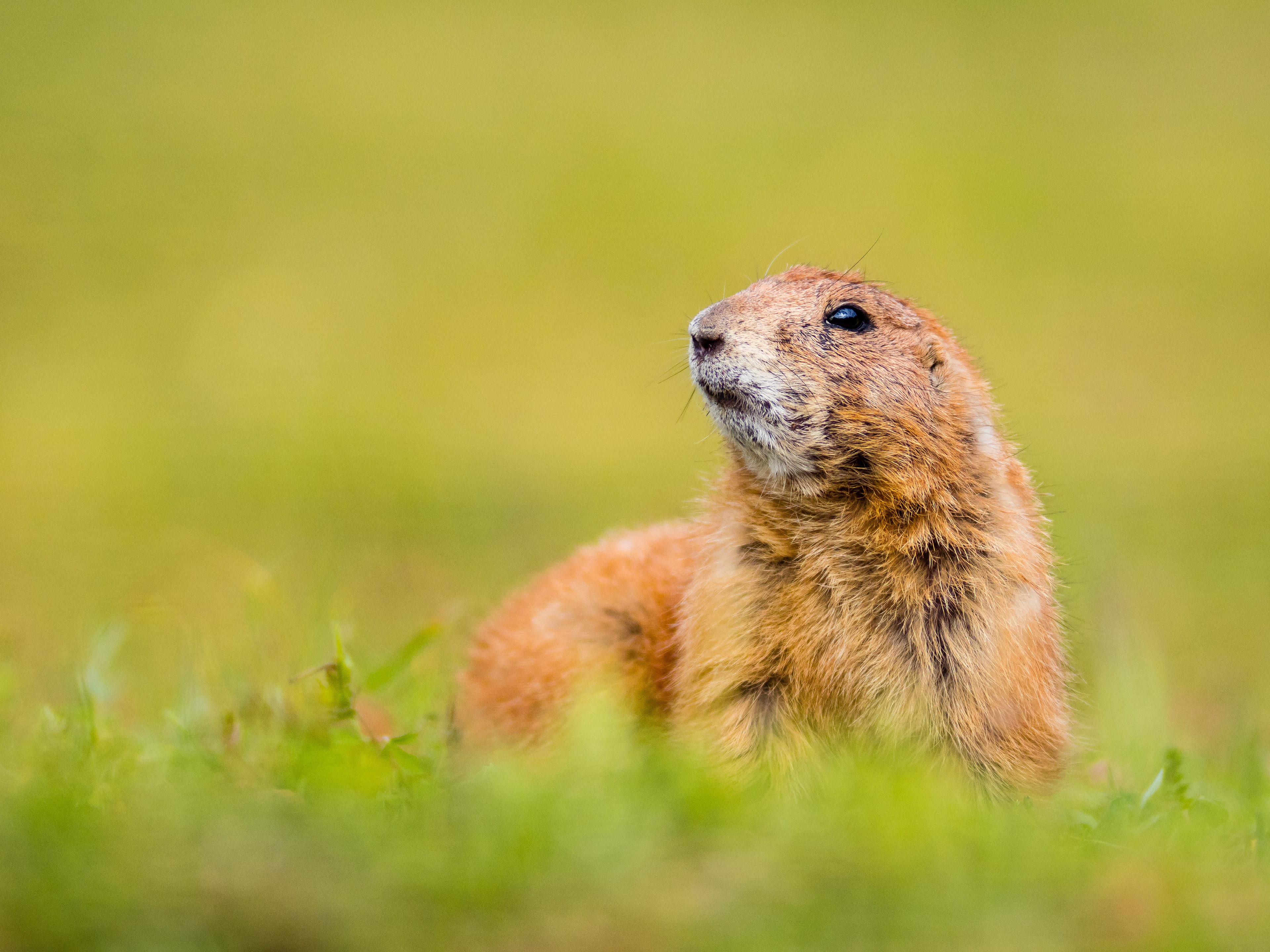 A Black-Tailed Prairie Dog (Cynomys Ludovicianus) at the Capital of Texas Zoo watches for danger, Bastrop, Texas, USA.