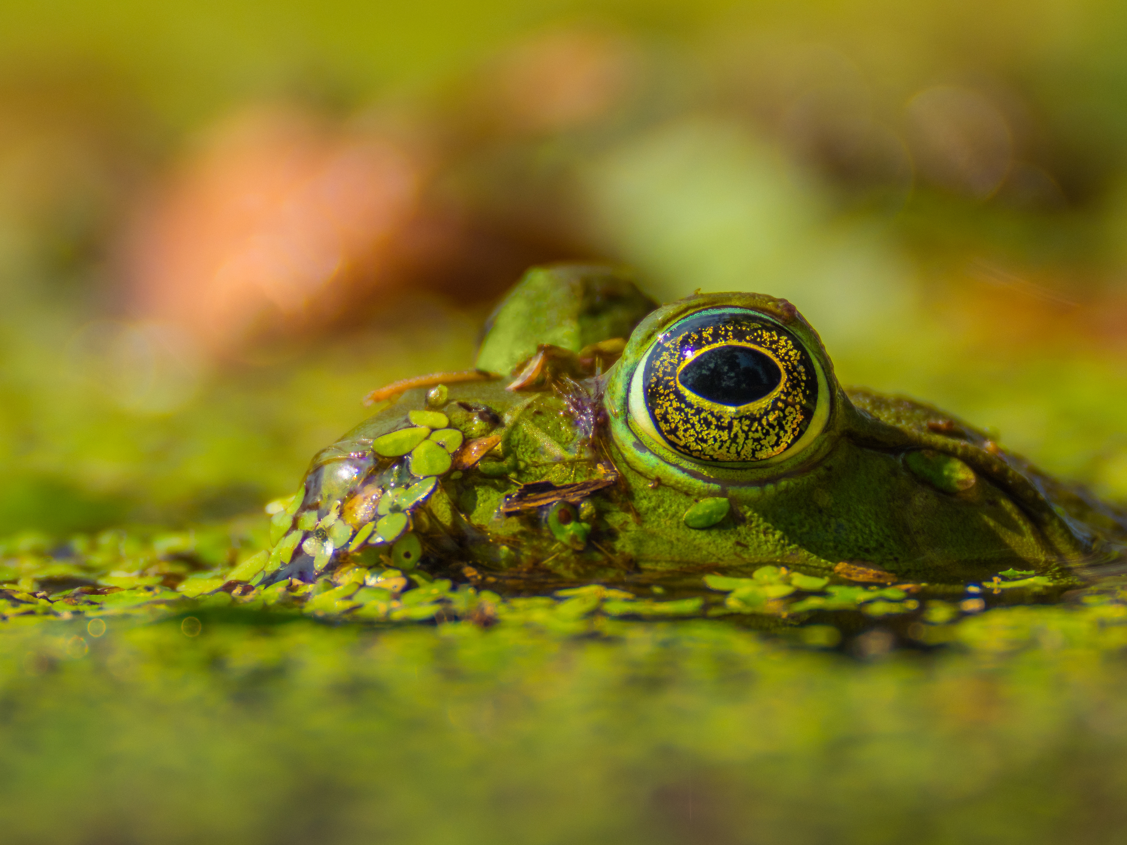 An American Bullfrog (Rana Catesbeiana) cautiously watches me while hiding in the swampy water of Brazos Bend State Park, Texas, USA.