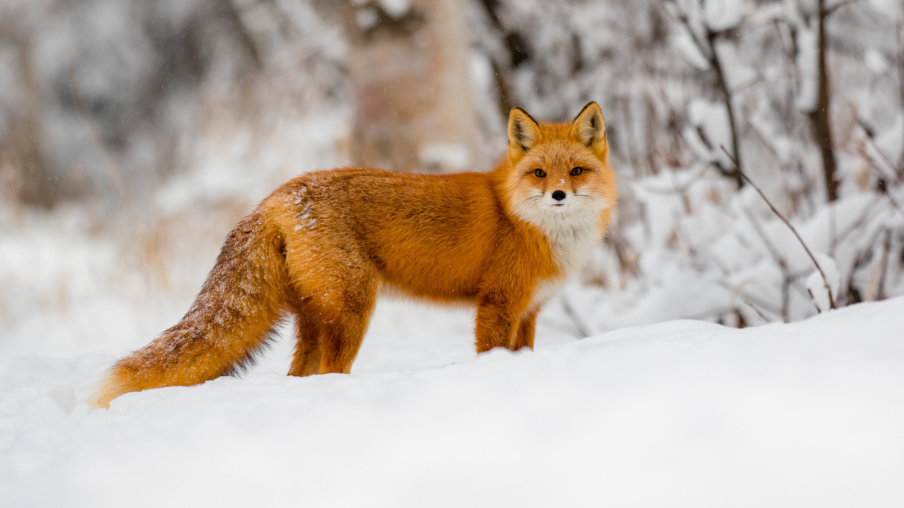 A Red Fox (Vulpes Vulpes) in Anchorage, Alaska, USA.