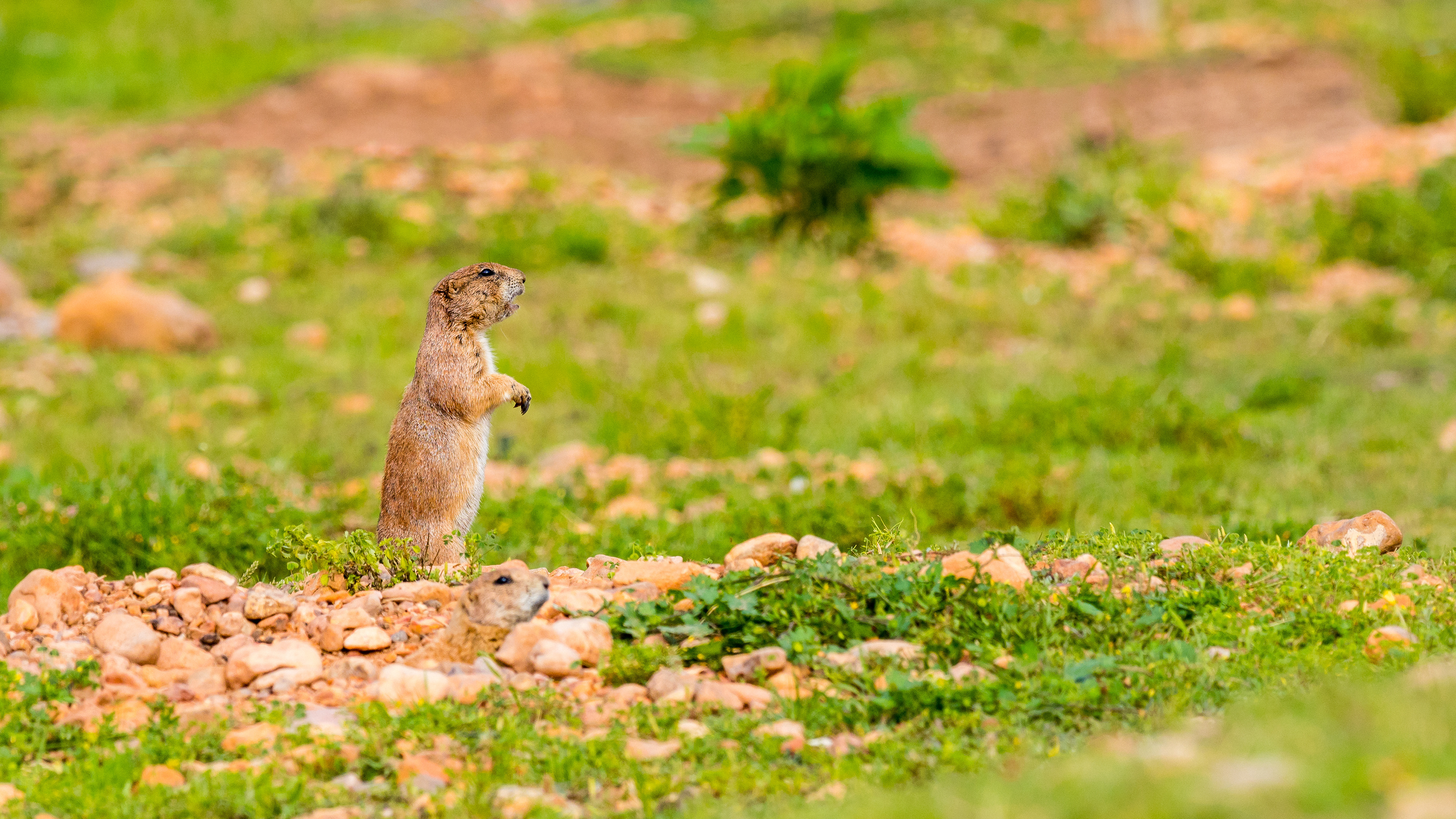 A Black-Tailed Prairie Dog (Cynomys Ludovicianus) at the Capital of Texas Zoo watches for danger, Bastrop, Texas, USA.