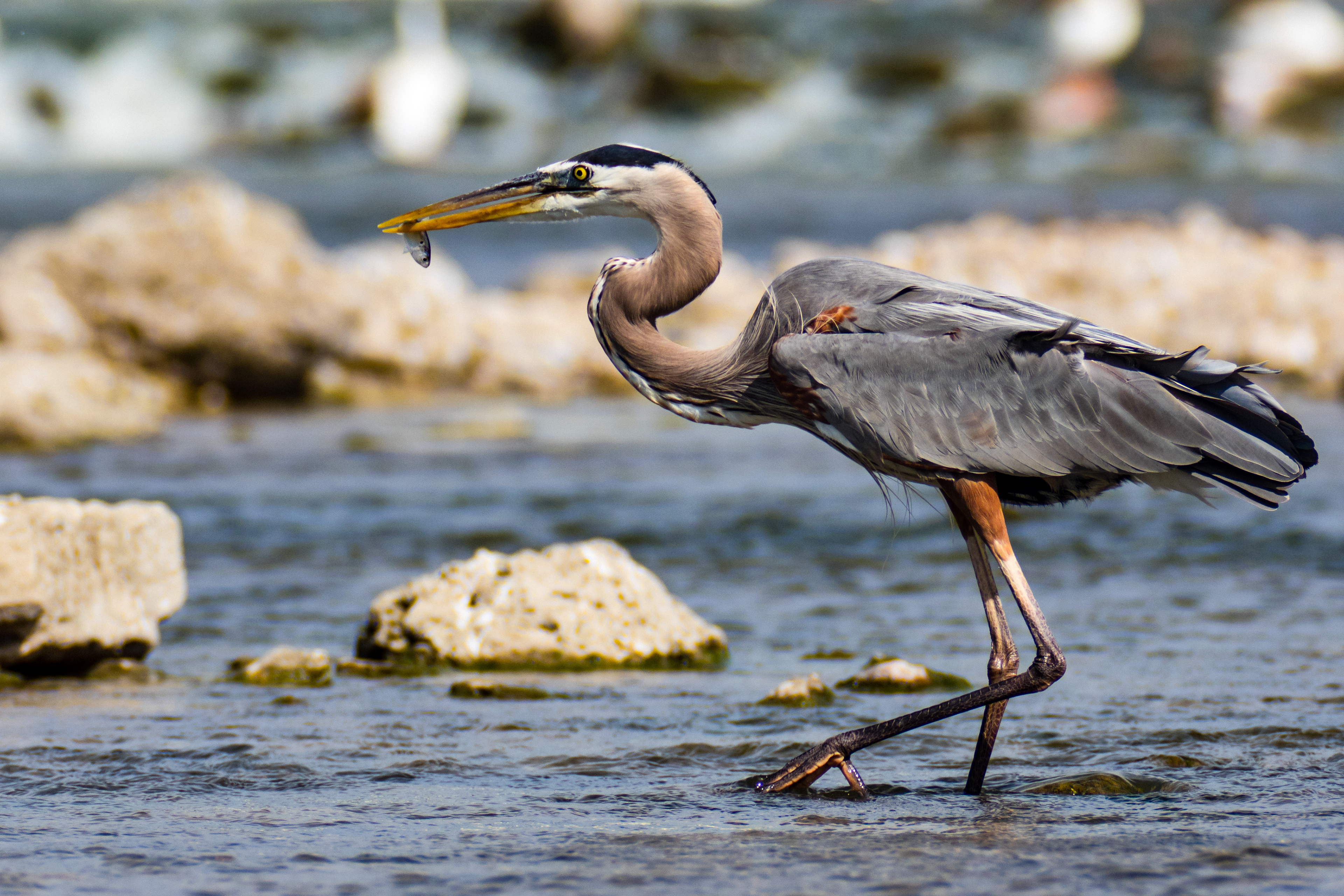 A Great Blue Heron (Ardea Herodias) in full breeding plumage hunting in the rapids below the Lake Livingston Dam, Livingston, Texas, USA.