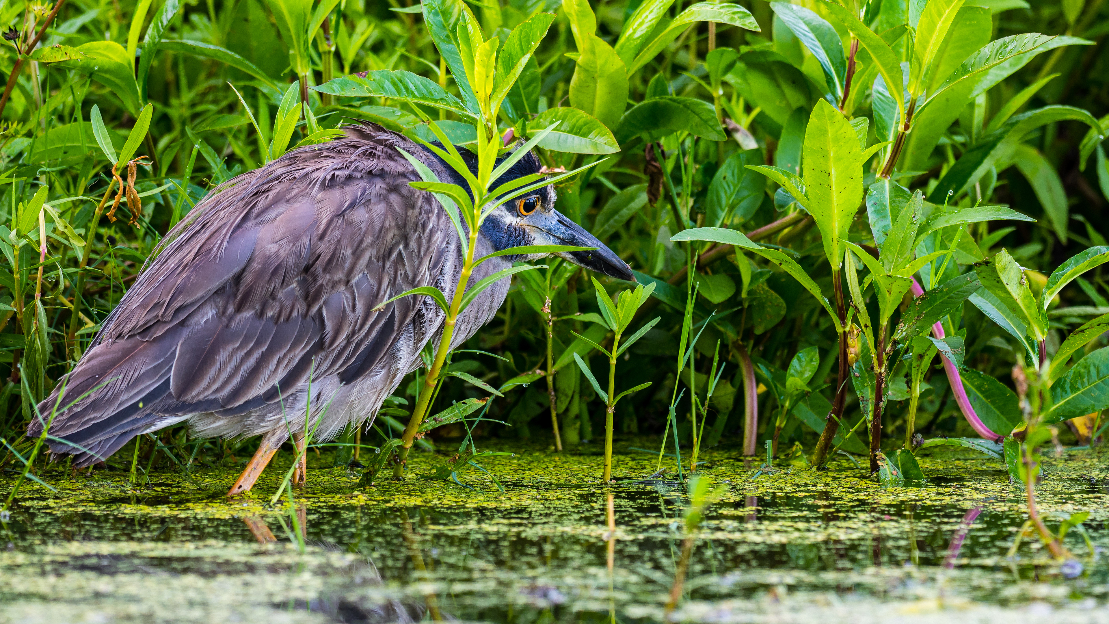 A Yellow_Crowned Night-Heron (Nyctanassa Violacea) patiently hunts an American Green Tree Frog (Hyla Cinerea) at 40-Acre Lake in Brazos Bend State Park, Texas, USA.