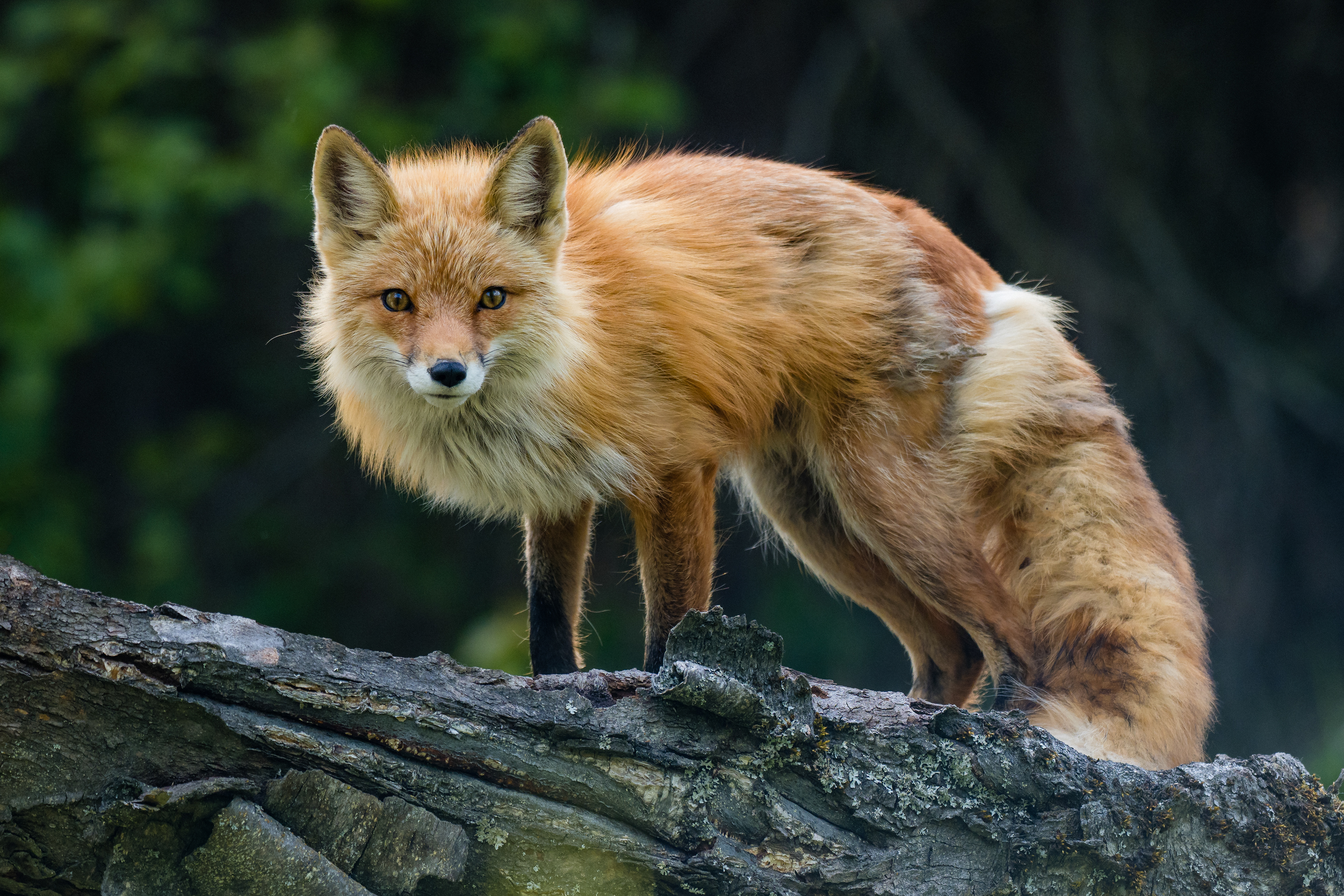 A Red Fox (Vulpes Vulpes) in Anchorage, Alaska, USA.