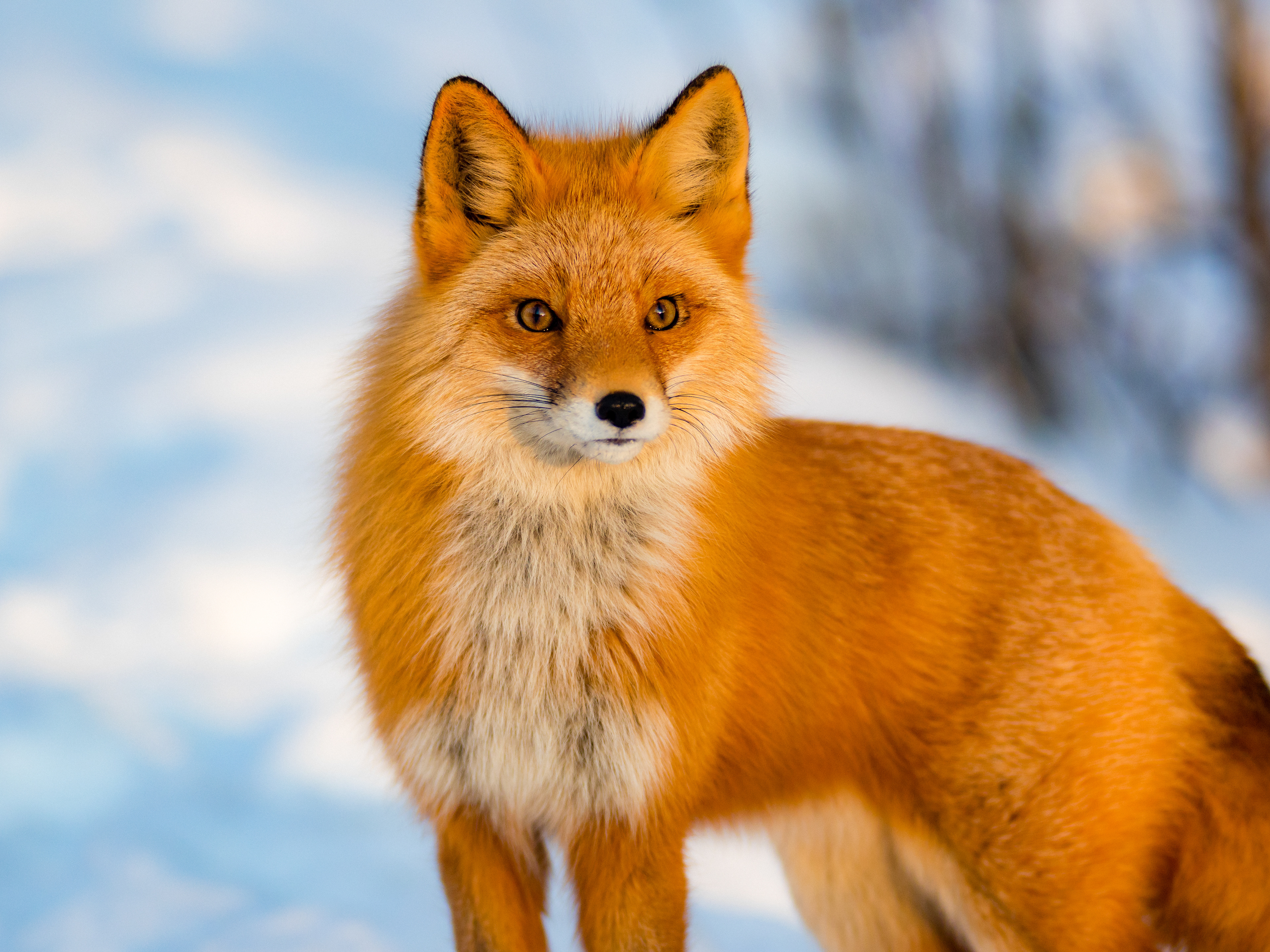 A  Red Fox (Vulpes Vulpes) watching me from the woods in Anchorage, Alaska, USA.