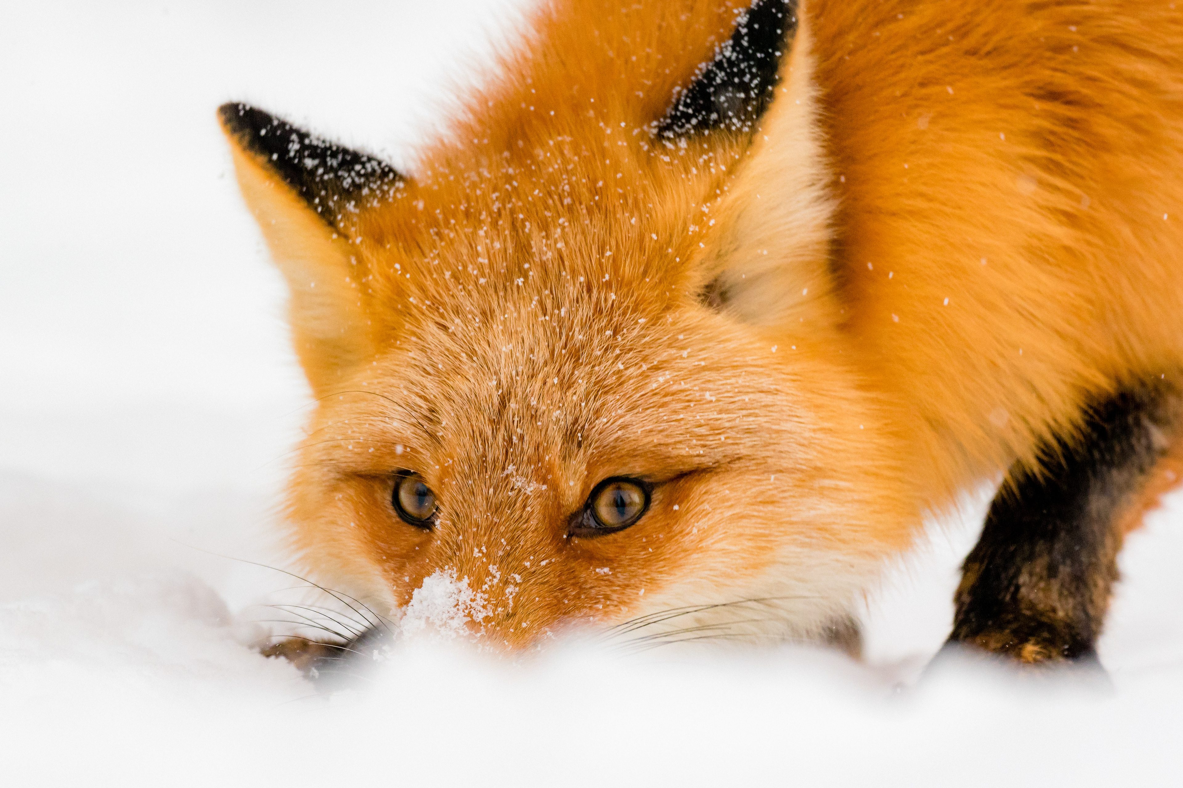 This is an urban Red Fox (Vulpes Vulpes) that I have named Gorgeous.  She was down by another photographer (about 30 yards) but when I laid on the ground it peaked her interest.  She immediately started coming towards me.  When she got close (this photo has basically no crop) she started jumping around and getting low to the ground.  Reminiscent of when a puppy plays with you when you are laying on the ground.  This behavior went on for about a minute and ended when she took off into the woods because someone came down the trail on a bicycle.  Photograph taken in Anchorage, Alaska, USA.