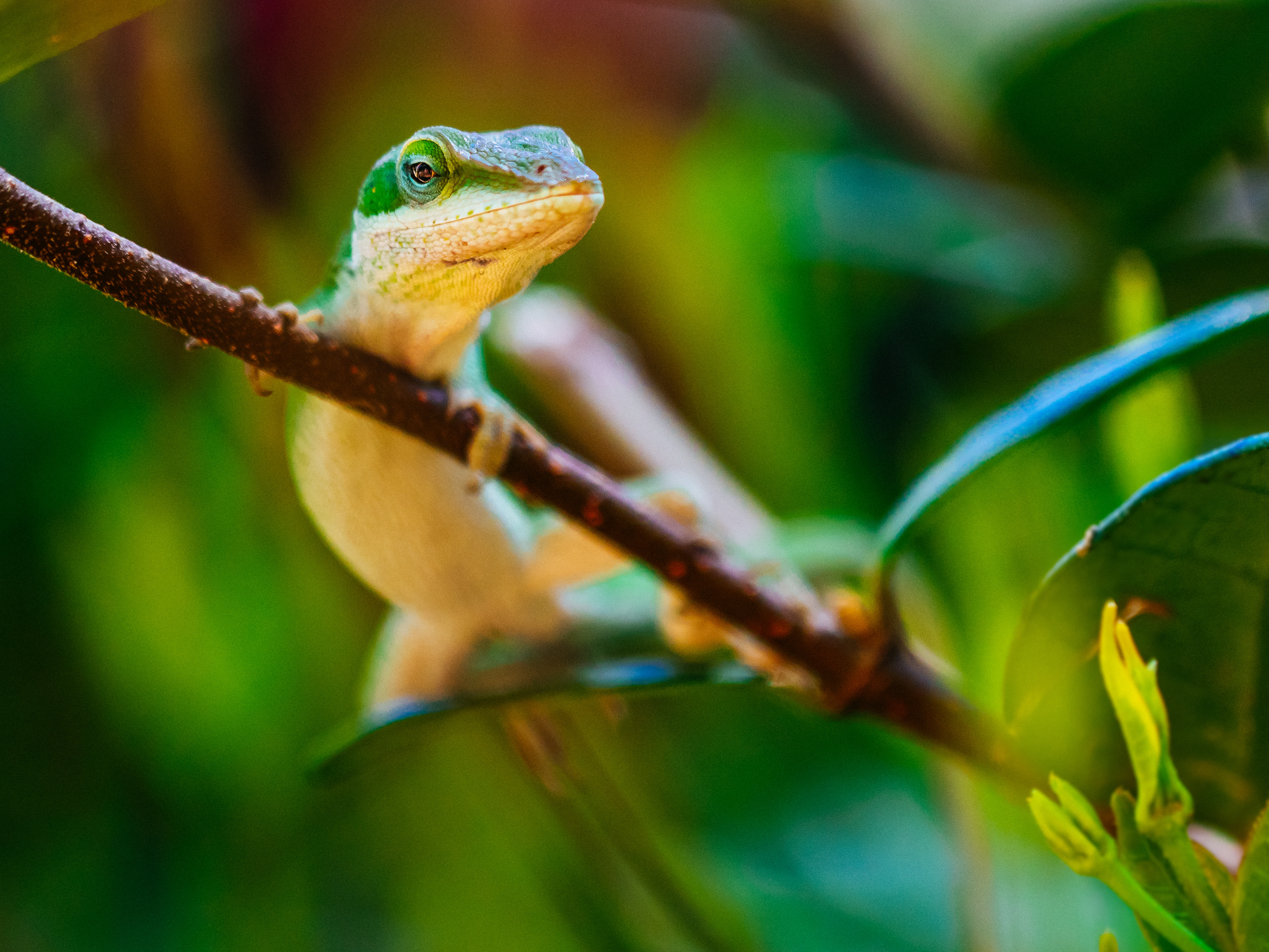 A Carolina Anole (Anolis Carolinensis and commonly known as a Green Anole) is watching me watching him in Humble, Texas, USA.